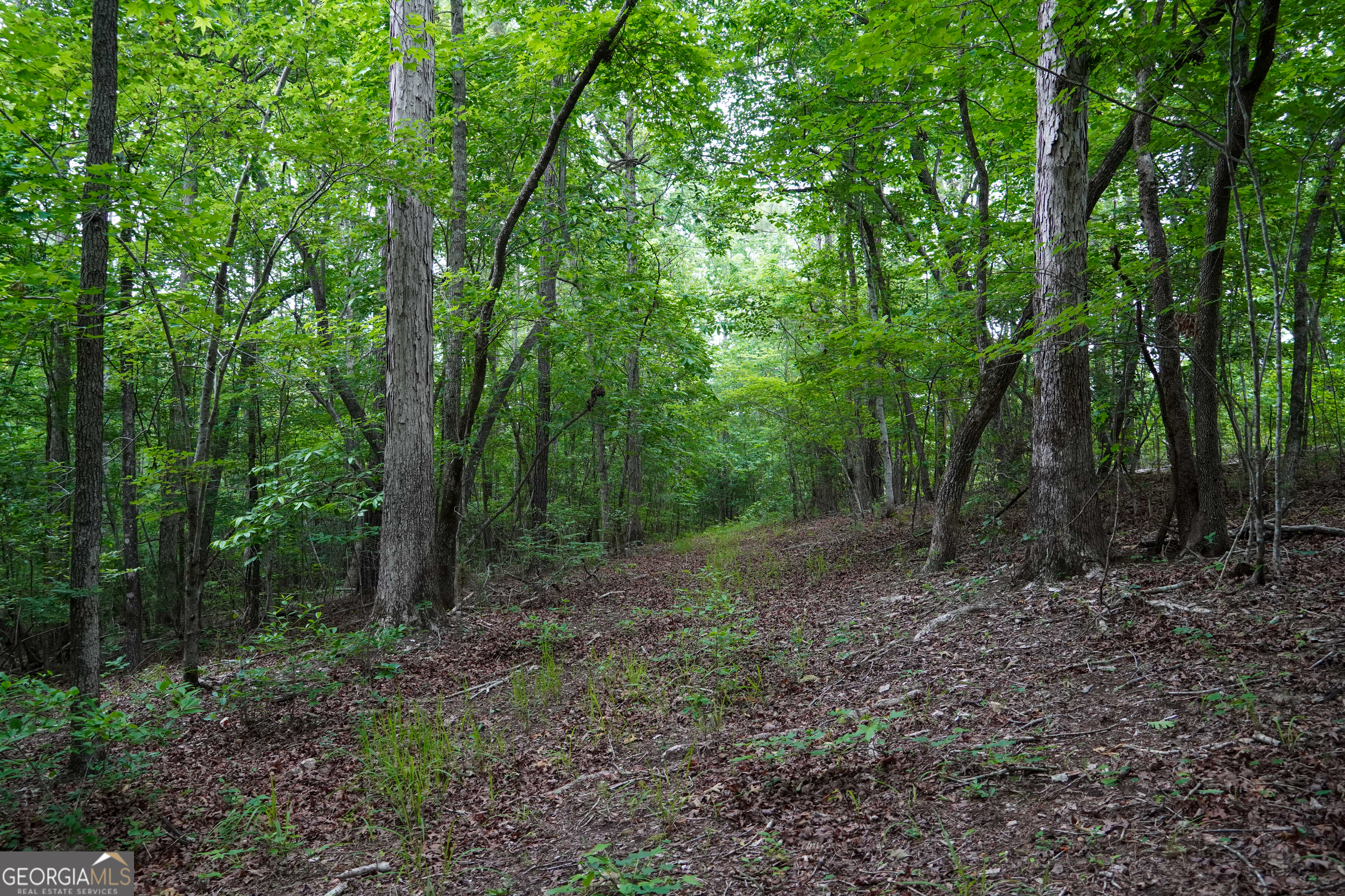 1099 Dixon Road Sparta, GA 31087 - Photo 36 of 51 a view of a forest with trees in the background