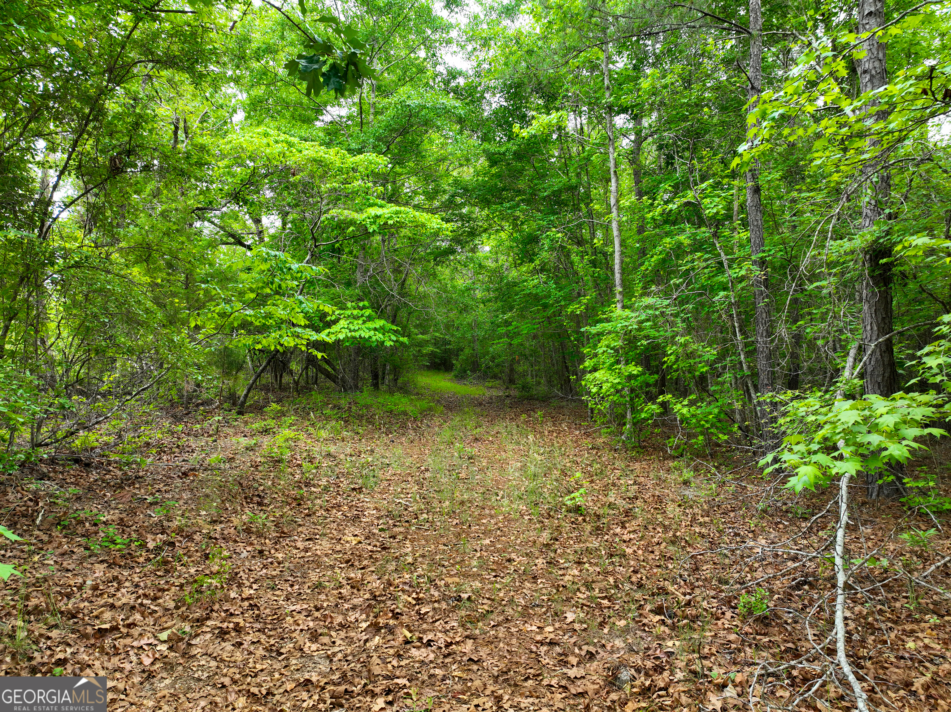 1099 Dixon Road Sparta, GA 31087 - Photo 37 of 51 a view of a yard with plants and large trees