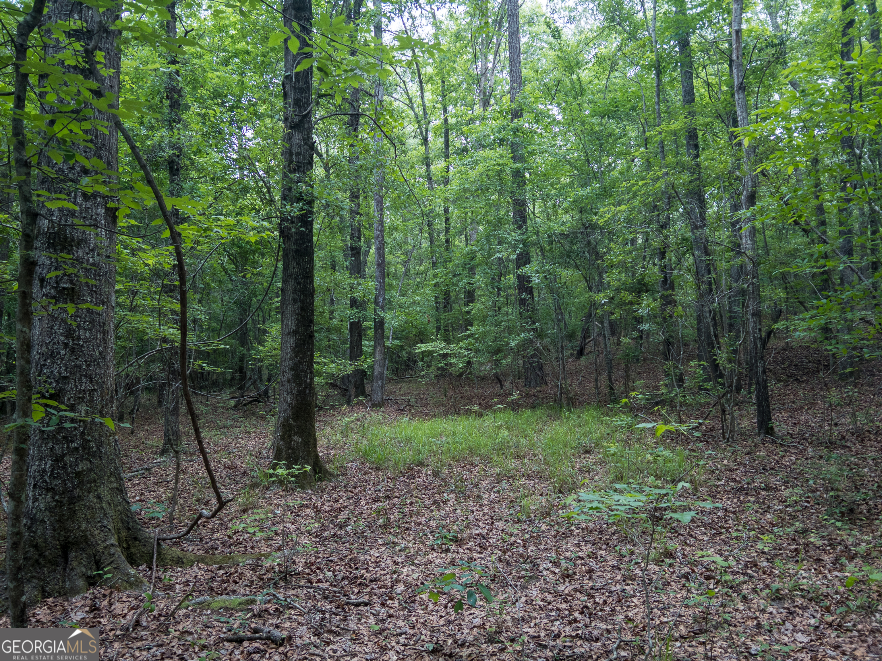 1099 Dixon Road Sparta, GA 31087 - Photo 40 of 51 a view of a forest that has large trees