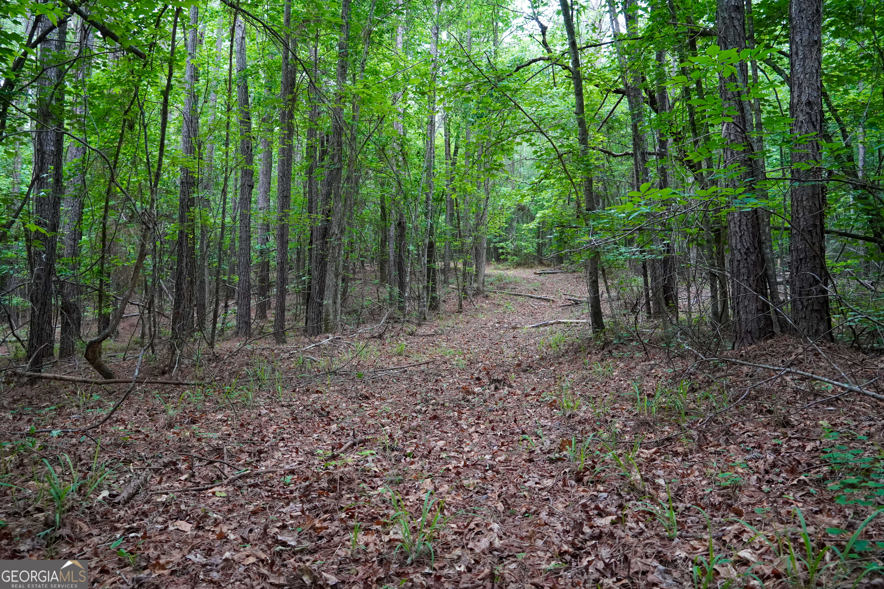 1099 Dixon Road Sparta, GA 31087 - Photo 42 of 51 a view of a yard with lots of trees