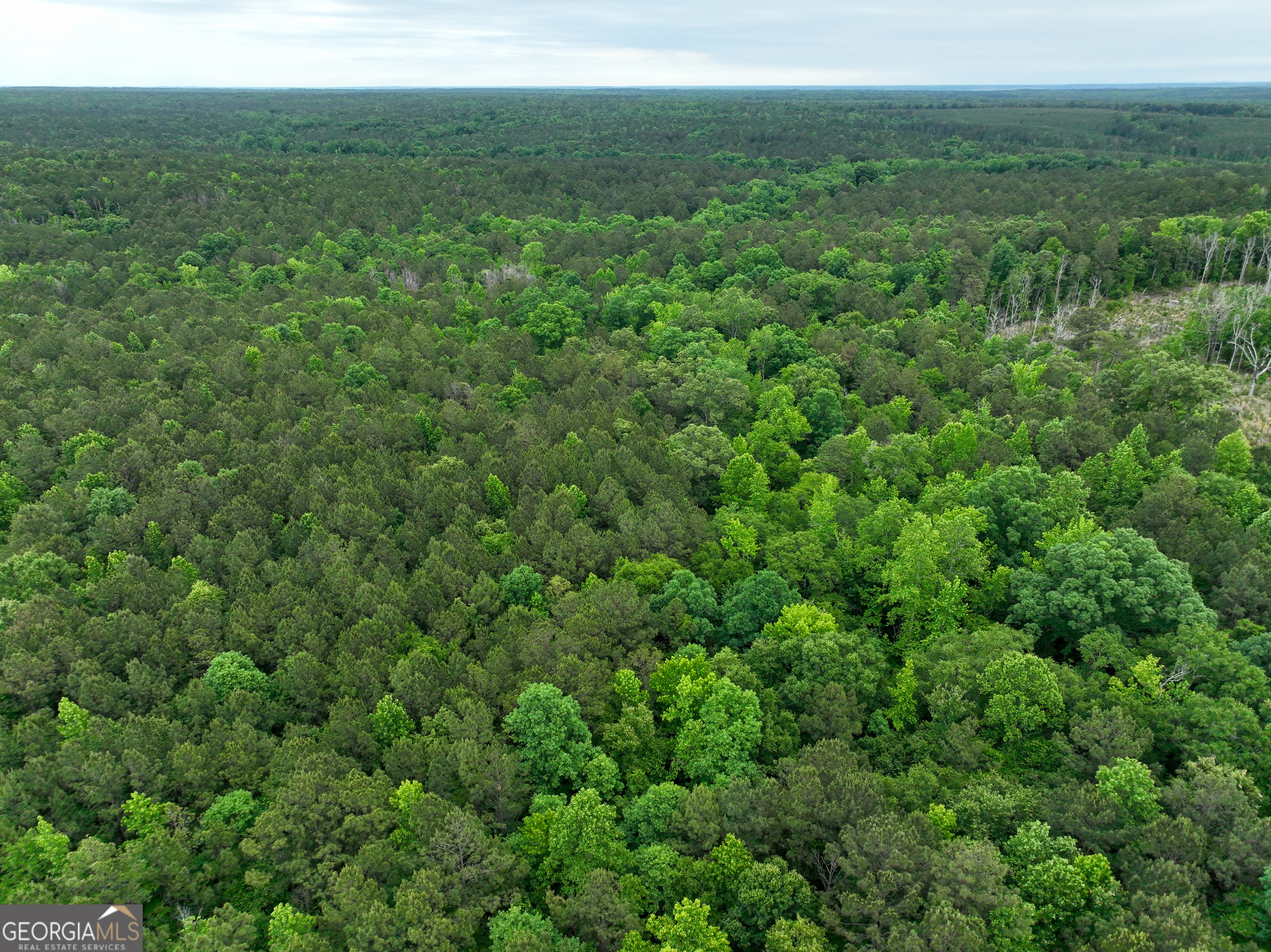 1099 Dixon Road Sparta, GA 31087 - Photo 45 of 51 a view of a lush green forest with trees and some houses
