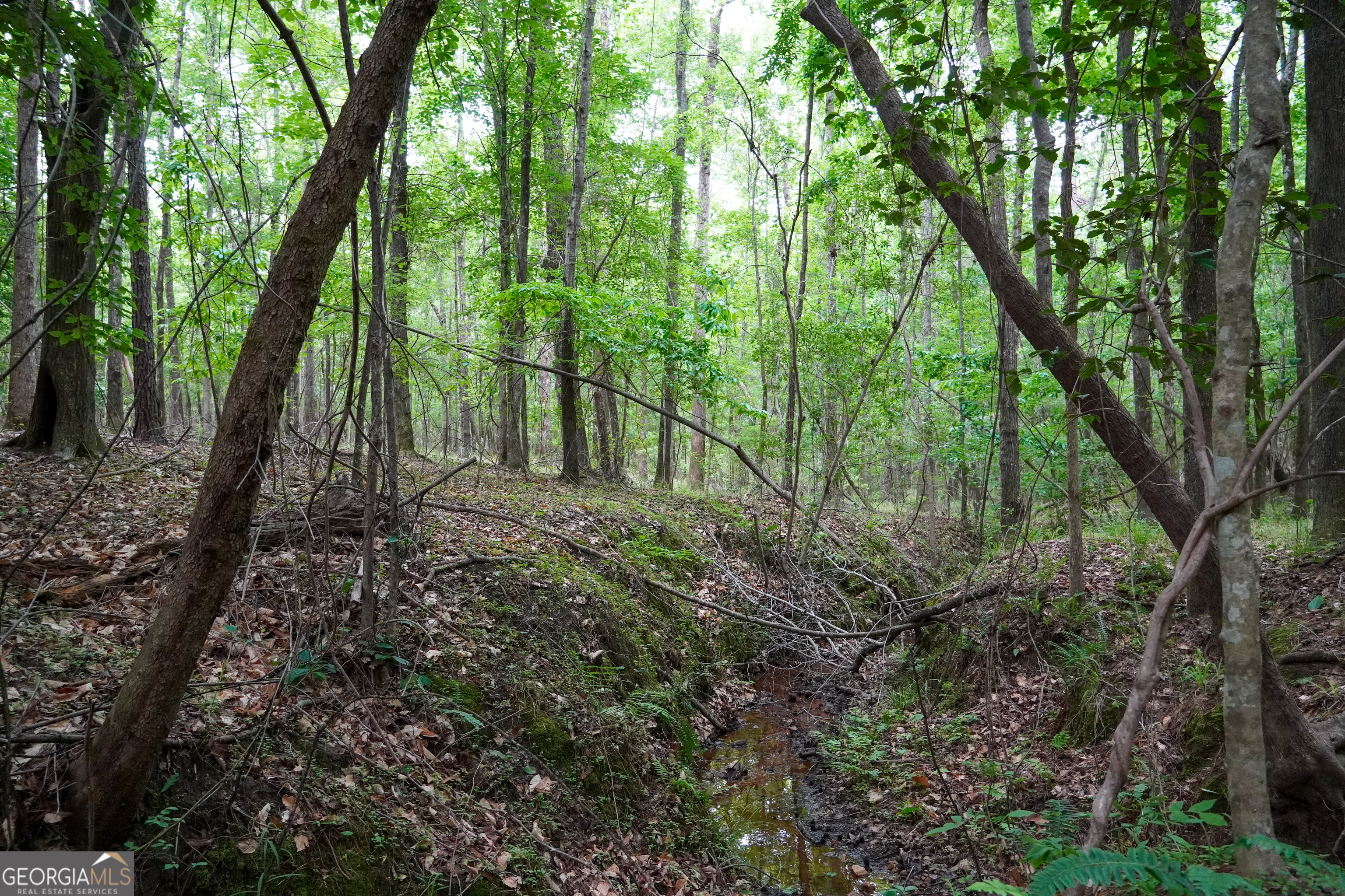1099 Dixon Road Sparta, GA 31087 - Photo 47 of 51 a view of a forest filled with trees