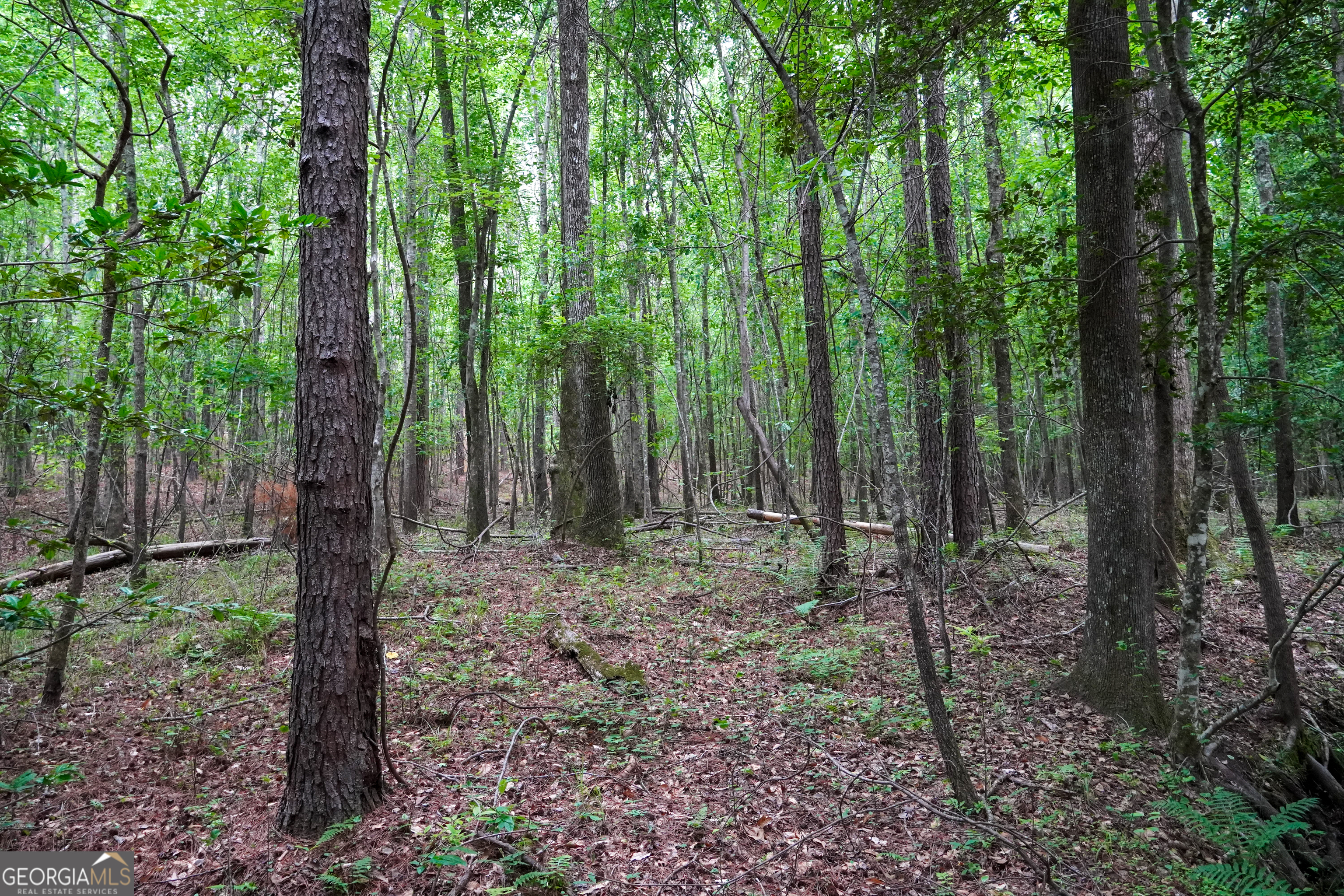 1099 Dixon Road Sparta, GA 31087 - Photo 48 of 51 a view of forest