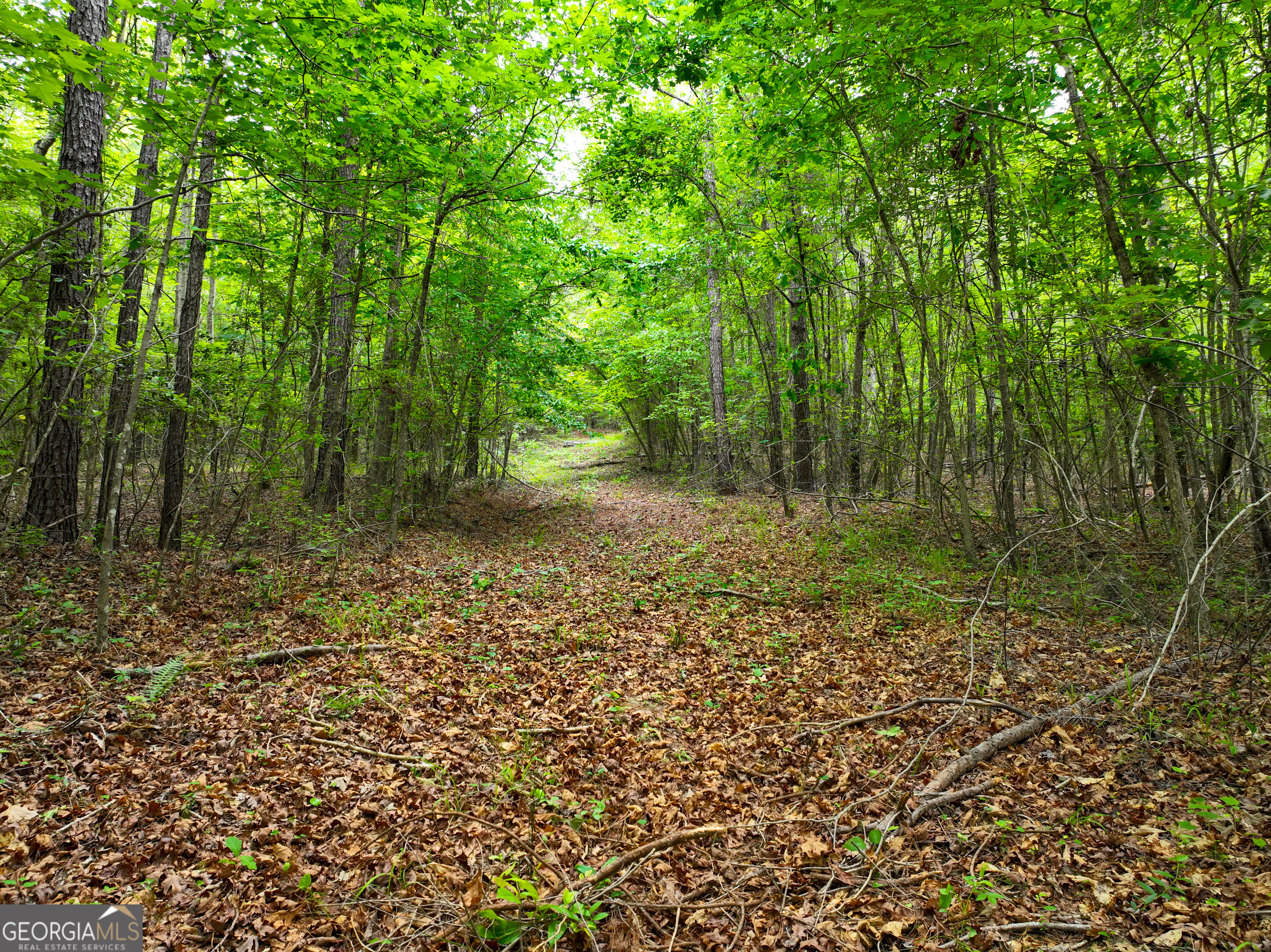 1099 Dixon Road Sparta, GA 31087 - Photo 9 of 51 a view of a forest with trees in the background