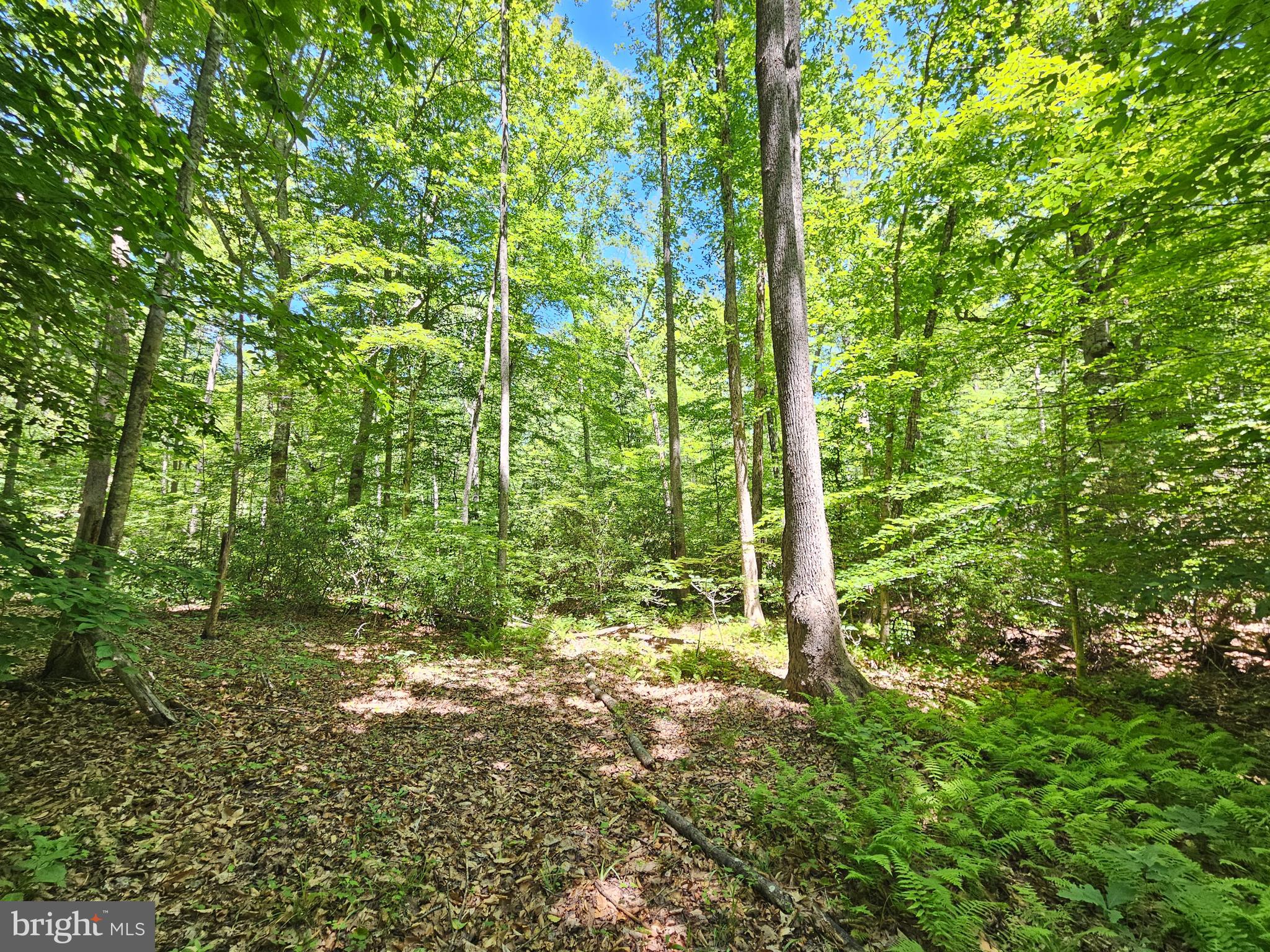 15-ac Manteo Road Buckingham, VA 23921 - Photo 7 of 18