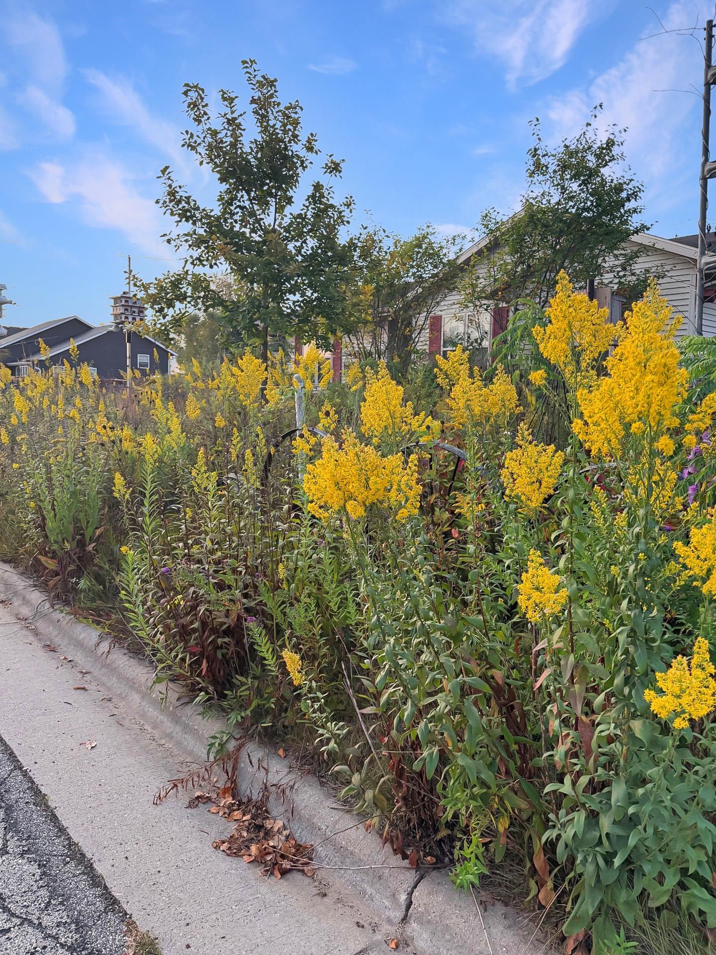 506 Sugar Belleville, WI 53508 - Photo 48 of 51