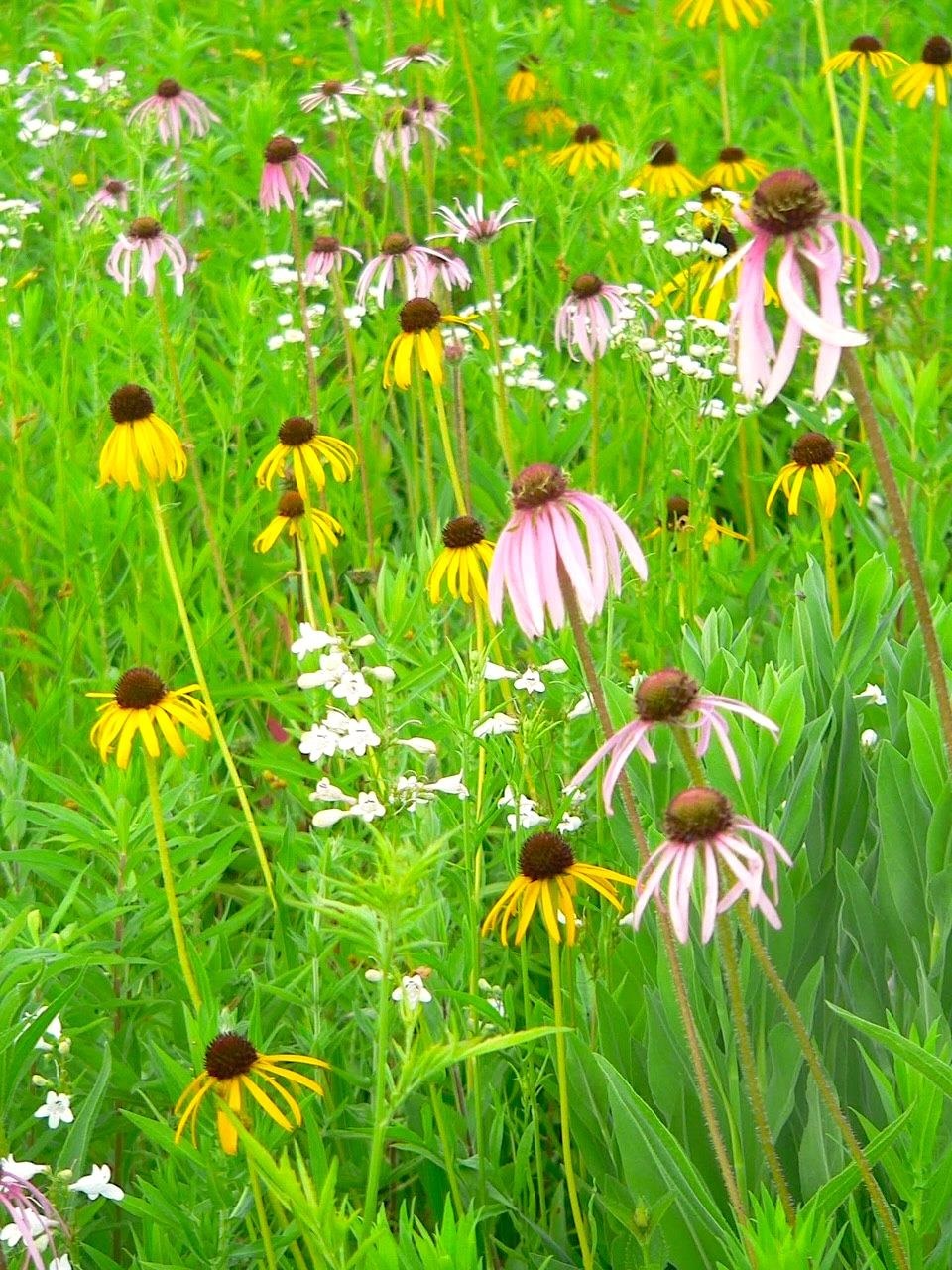 506 Sugar Belleville, WI 53508 - Photo 49 of 51