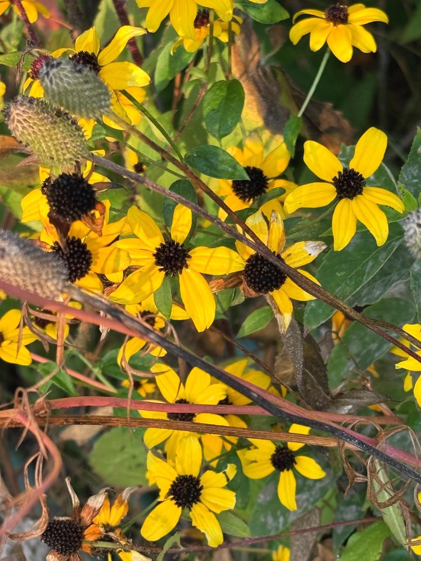 506 Sugar Belleville, WI 53508 - Photo 50 of 51