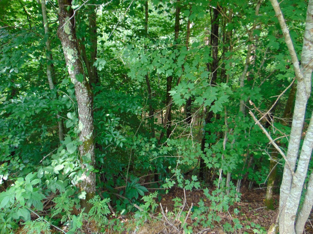 0 Pinhook Road Delano, TN 37325 - Photo 15 of 35