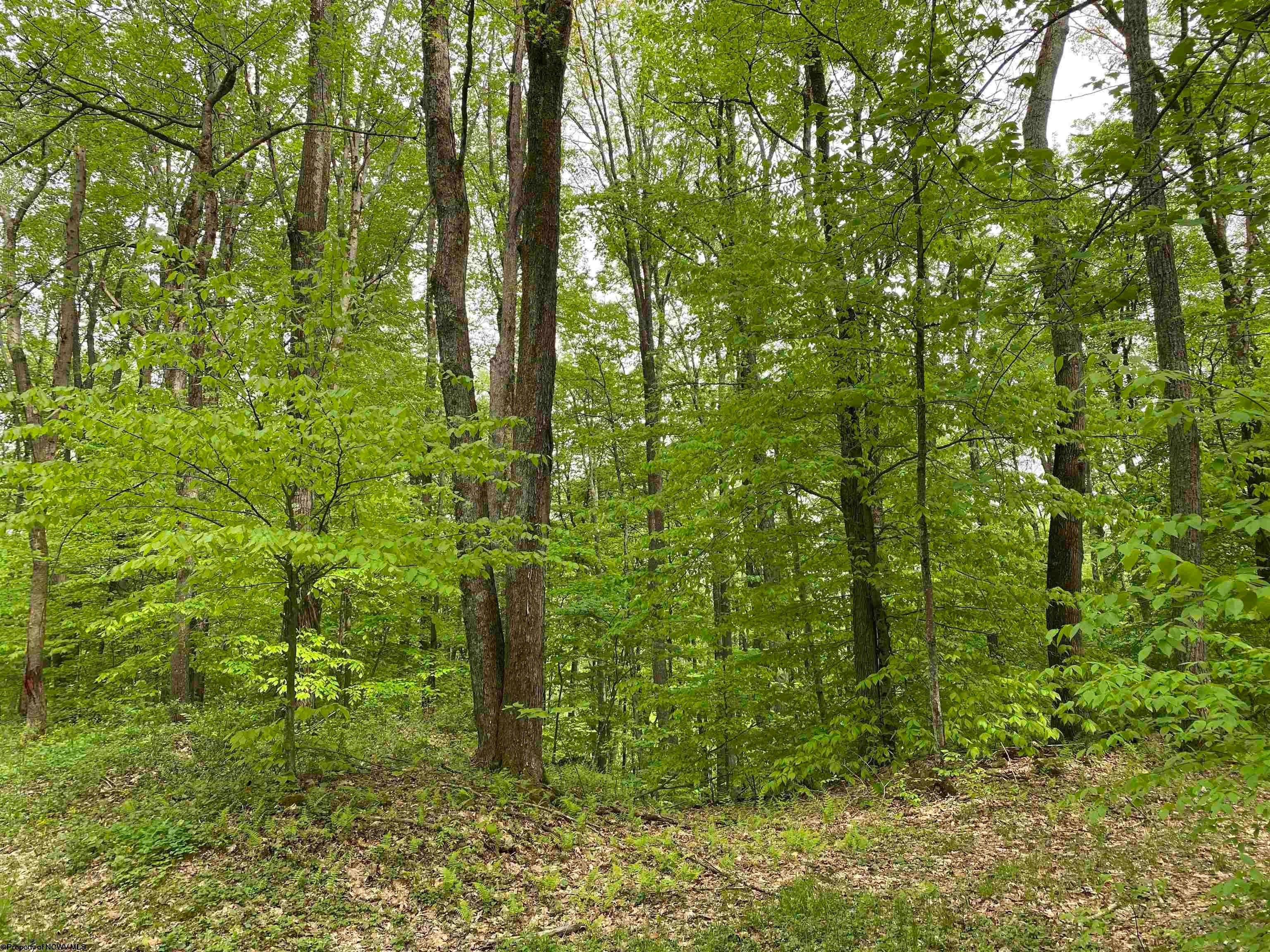 6686 Limestone Road Parsons, WV 26287 - Photo 21 of 28 Gallery Image 21