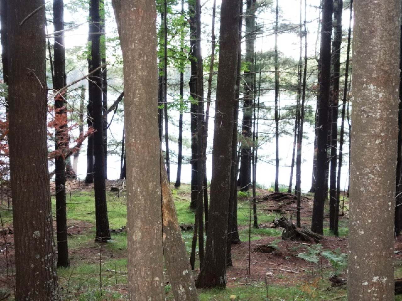 Lot 2 Bassett Road Minocqua, WI 54548 - Photo 8 of 15 Gallery Image 8