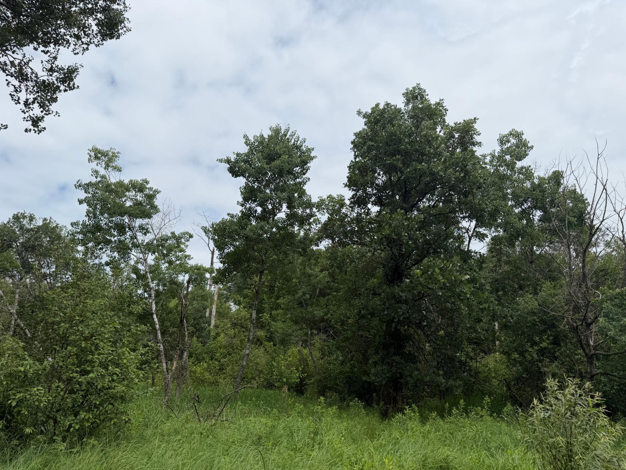 Tbd 350th Street Sebeka, MN 56477 - Photo 42 of 100