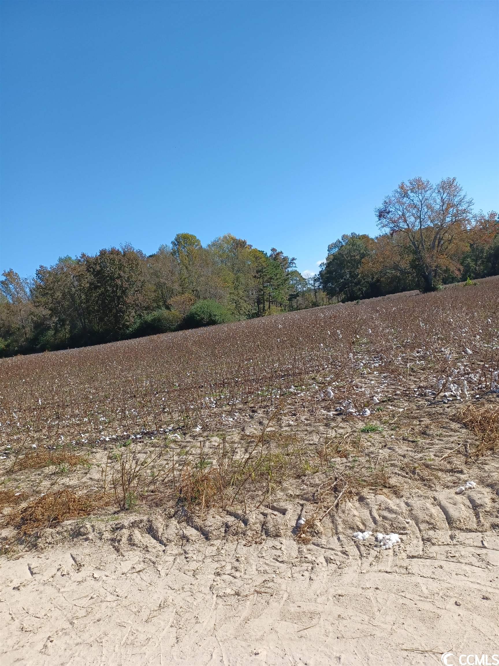 Lot 8 Wigley Road Loris, SC 29569 - Photo 1 of 1 Gallery Image 1