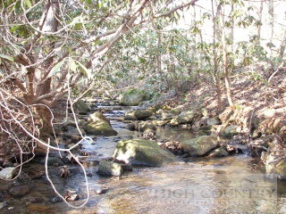 Shell Creek Road Ferguson, NC 28624 - Photo 1 of 1 a picture of trees