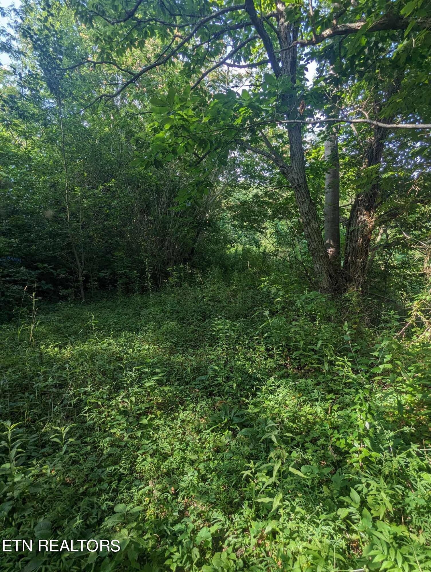 237 Smithfield Road Tellico Plains, TN 37385 - Photo 13 of 15 Gallery Image 13