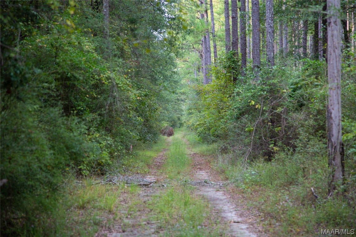 10 County Road 10 Samson, AL 36477 - Photo 13 of 22 Gallery Image 13