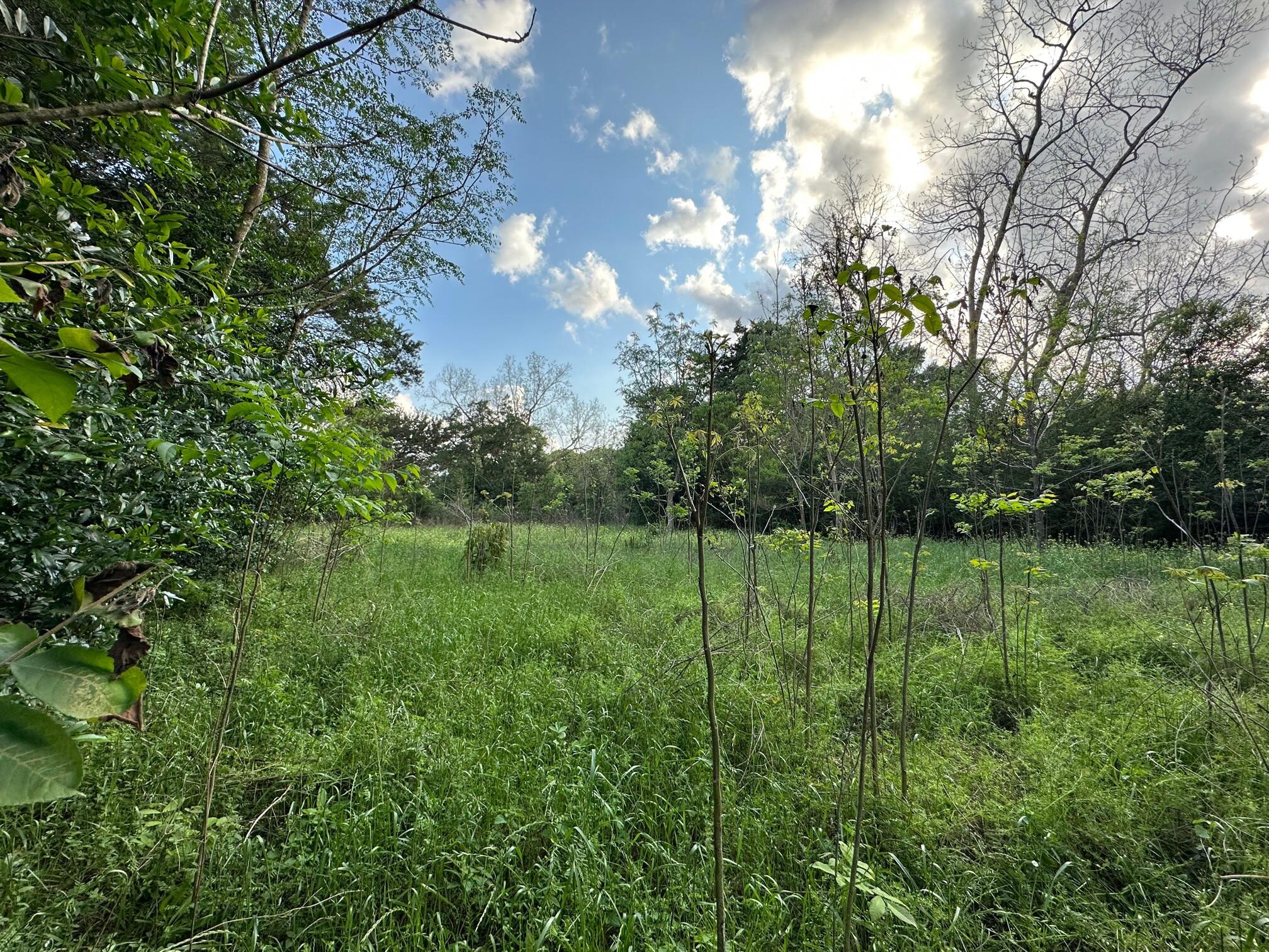3-ac Adams Road Crestview, FL 32536 - Photo 1 of 5 a view of a yard with a tree