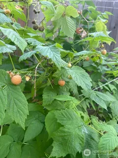 a view of a garden with a fountain