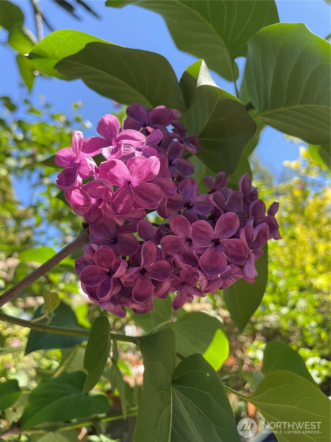 8859 20th Avenue Southwest Seattle, WA 98106 - Photo 37 of 40 a view of a flower