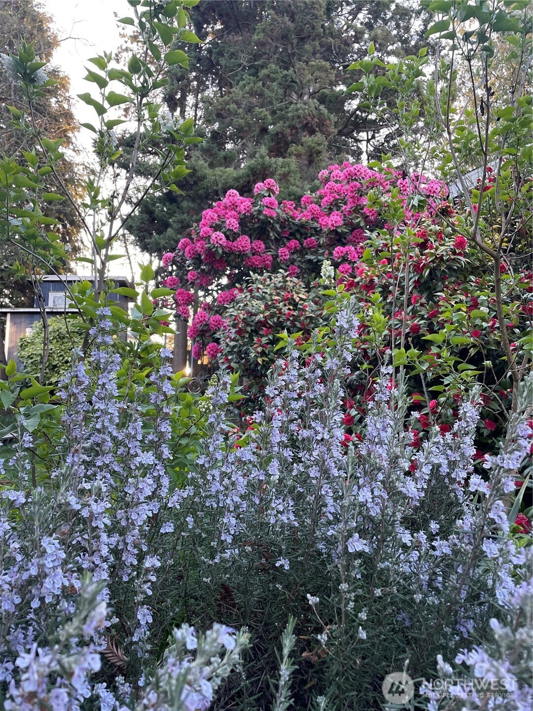 8859 20th Avenue Southwest Seattle, WA 98106 - Photo 40 of 40 a view of a flower