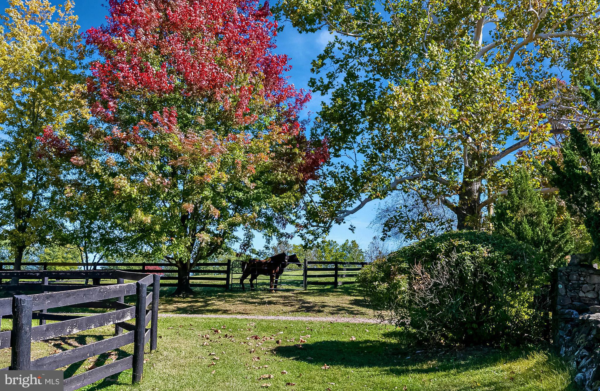 1610 Delaplane Grade Road Upperville, VA 20184 - Photo 20 of 123 Happy horses!