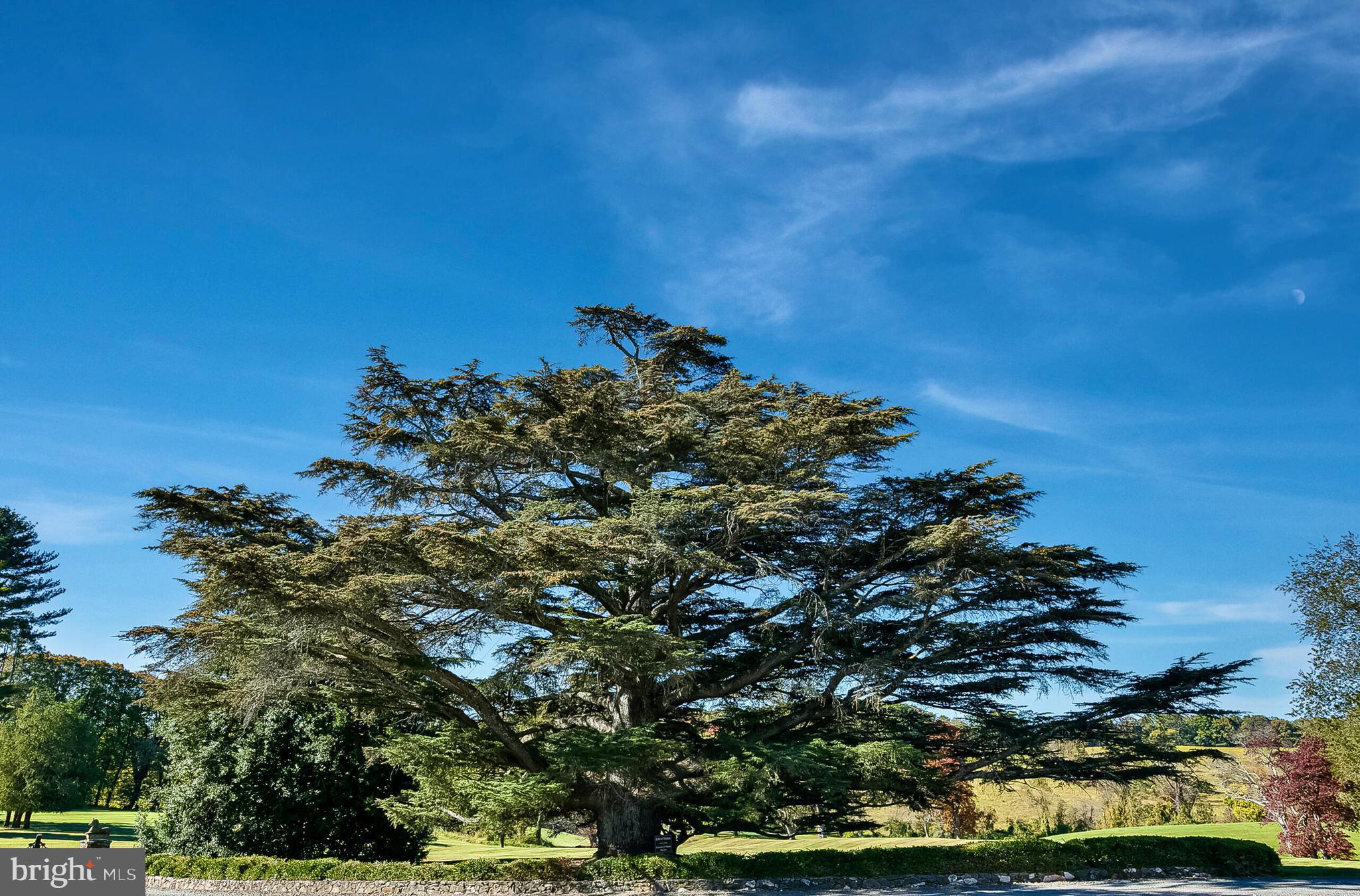 1610 Delaplane Grade Road Upperville, VA 20184 - Photo 8 of 123 Rare, 250 yr old Cedar of Lebanon tree!