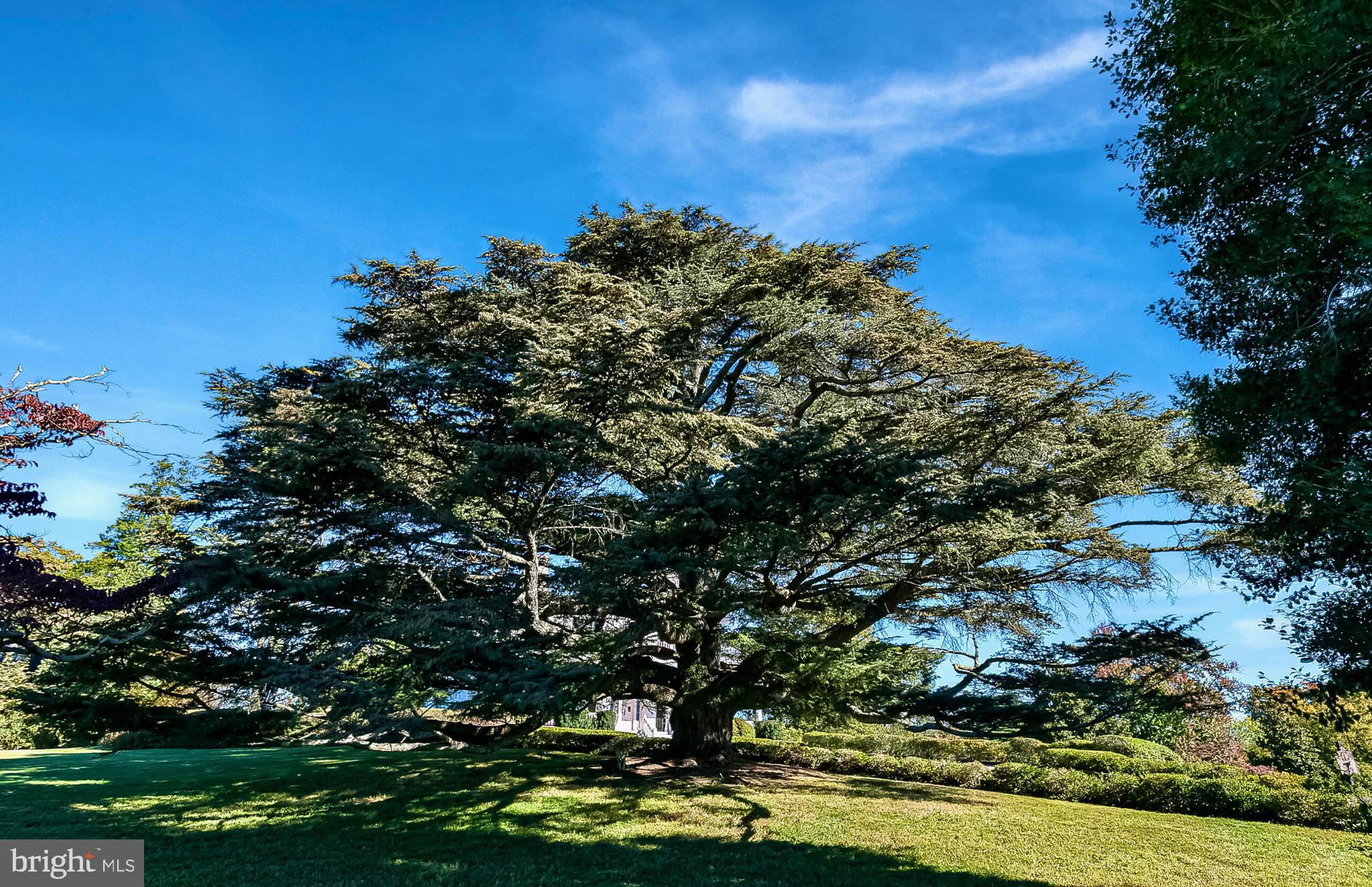 1610 Delaplane Grade Road Upperville, VA 20184 - Photo 98 of 123 Cedar of Lebanon Tree
