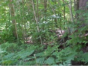 0 Ibey Road Enfield, NH 03748 - Photo 4 of 6 Gallery Image 4