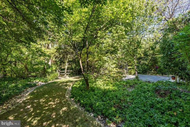 a view of a lush green forest
