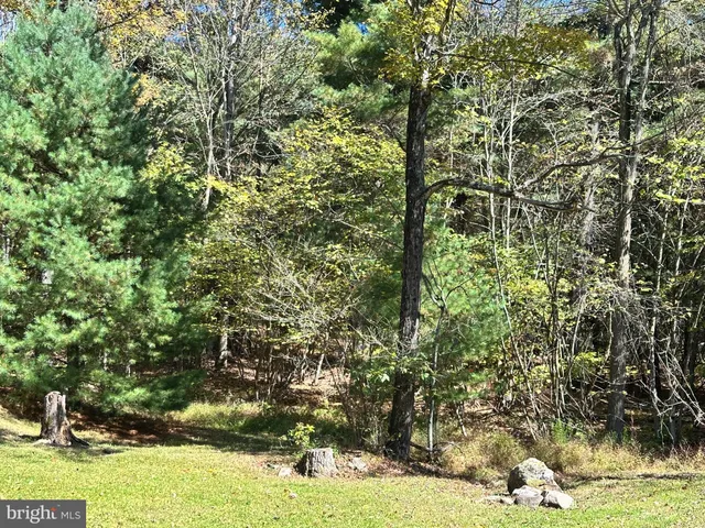 a view of a field with a tree