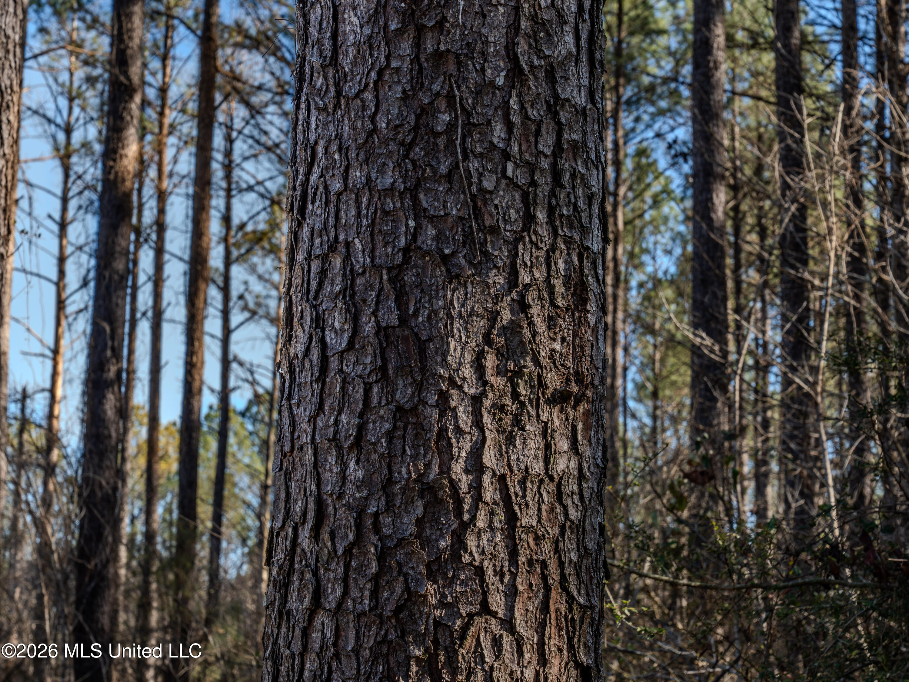 2414 County Road Newton, MS 39345 - Photo 22 of 40 A7401849
