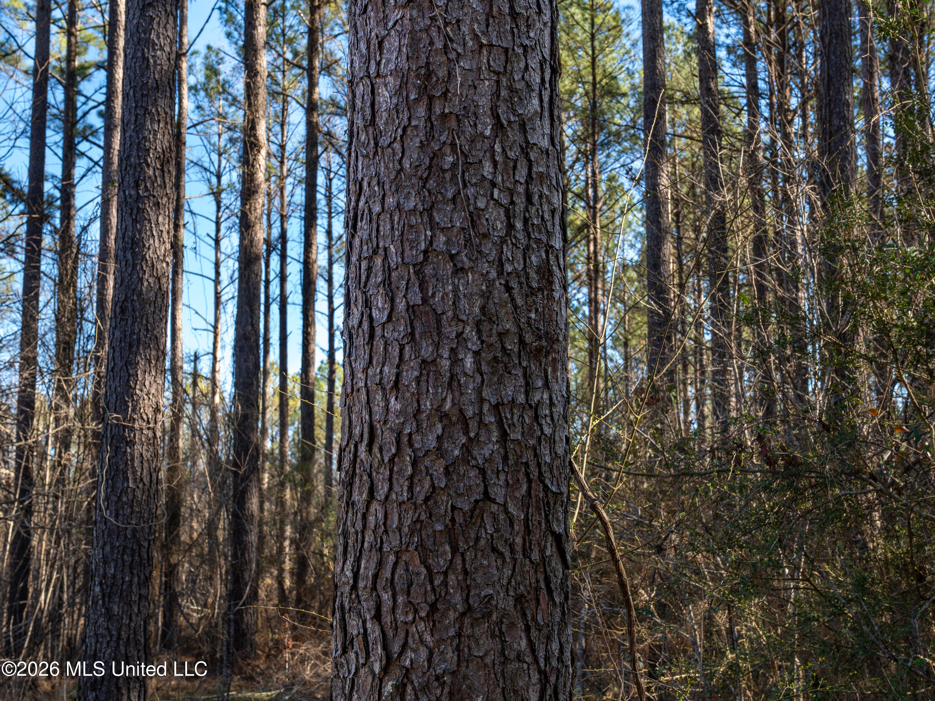 2414 County Road Newton, MS 39345 - Photo 24 of 40 A7401846