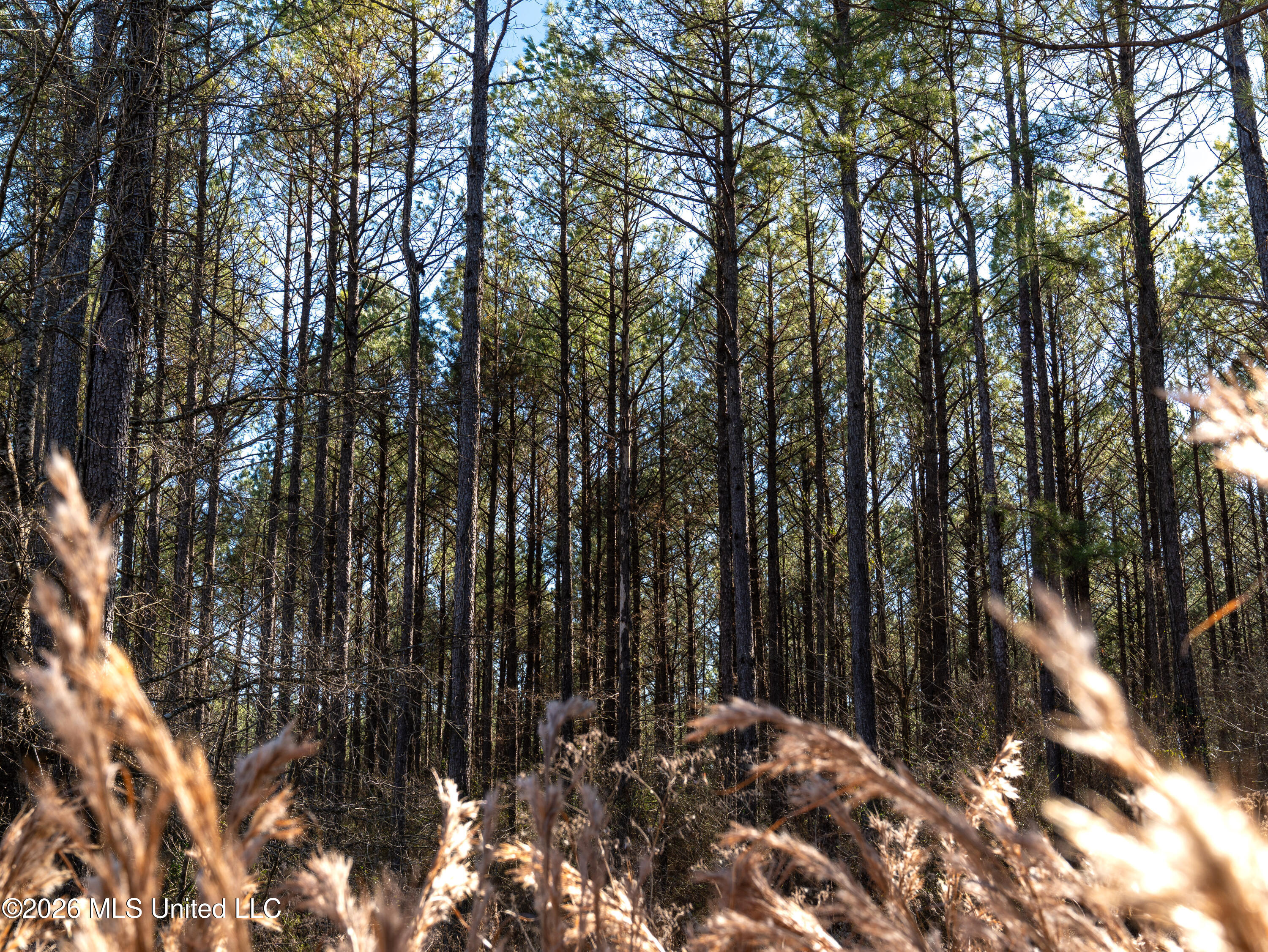 2414 County Road Newton, MS 39345 - Photo 25 of 40 A7401841