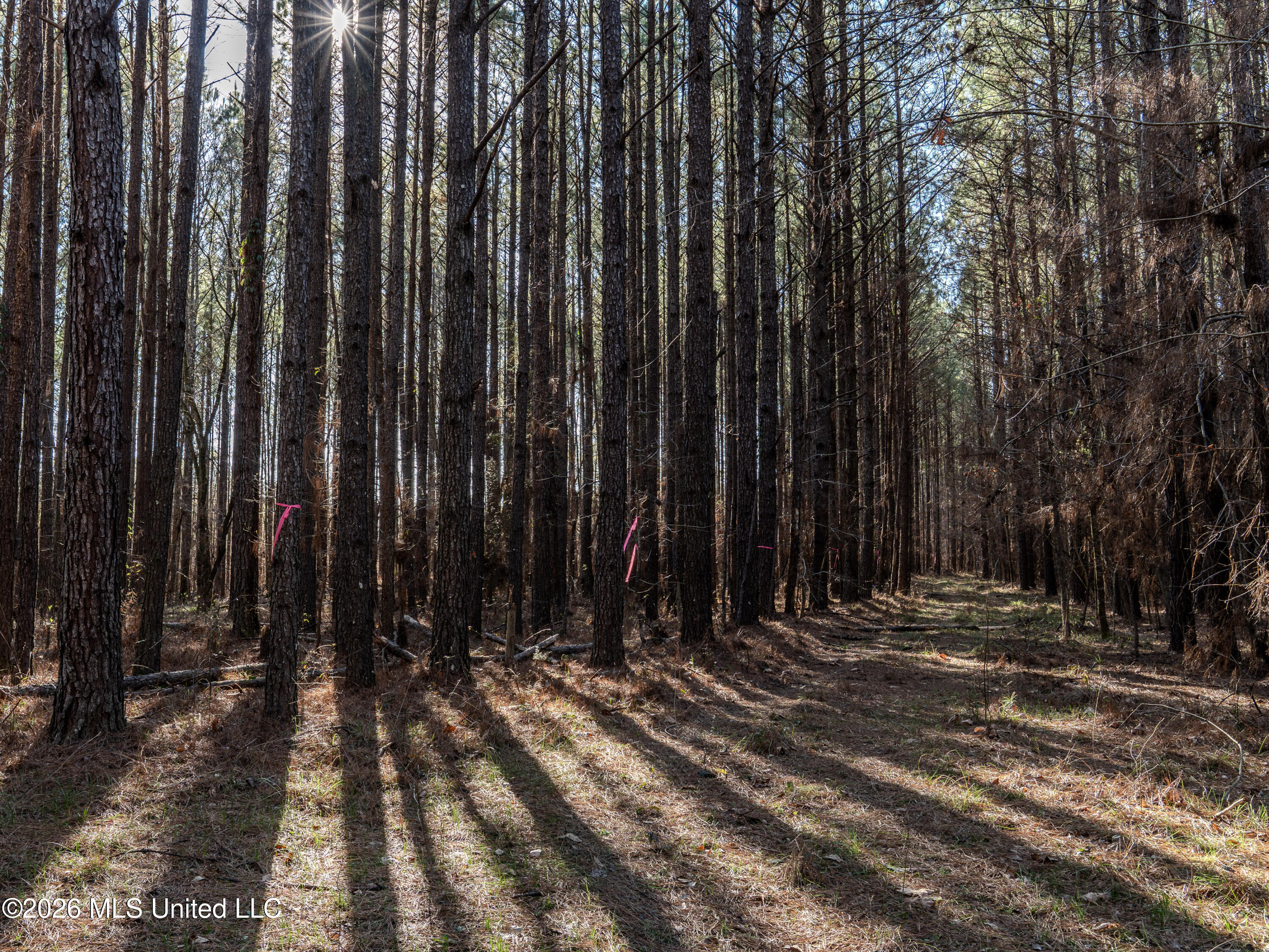2414 County Road Newton, MS 39345 - Photo 38 of 40 A7401880