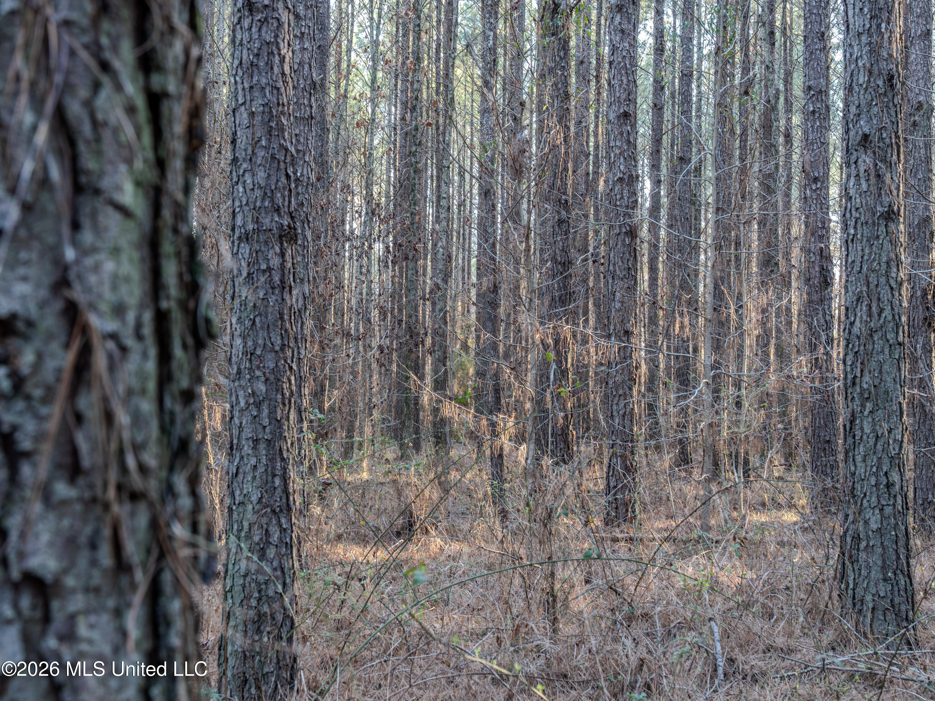 2414 County Road Newton, MS 39345 - Photo 39 of 40 A7401884