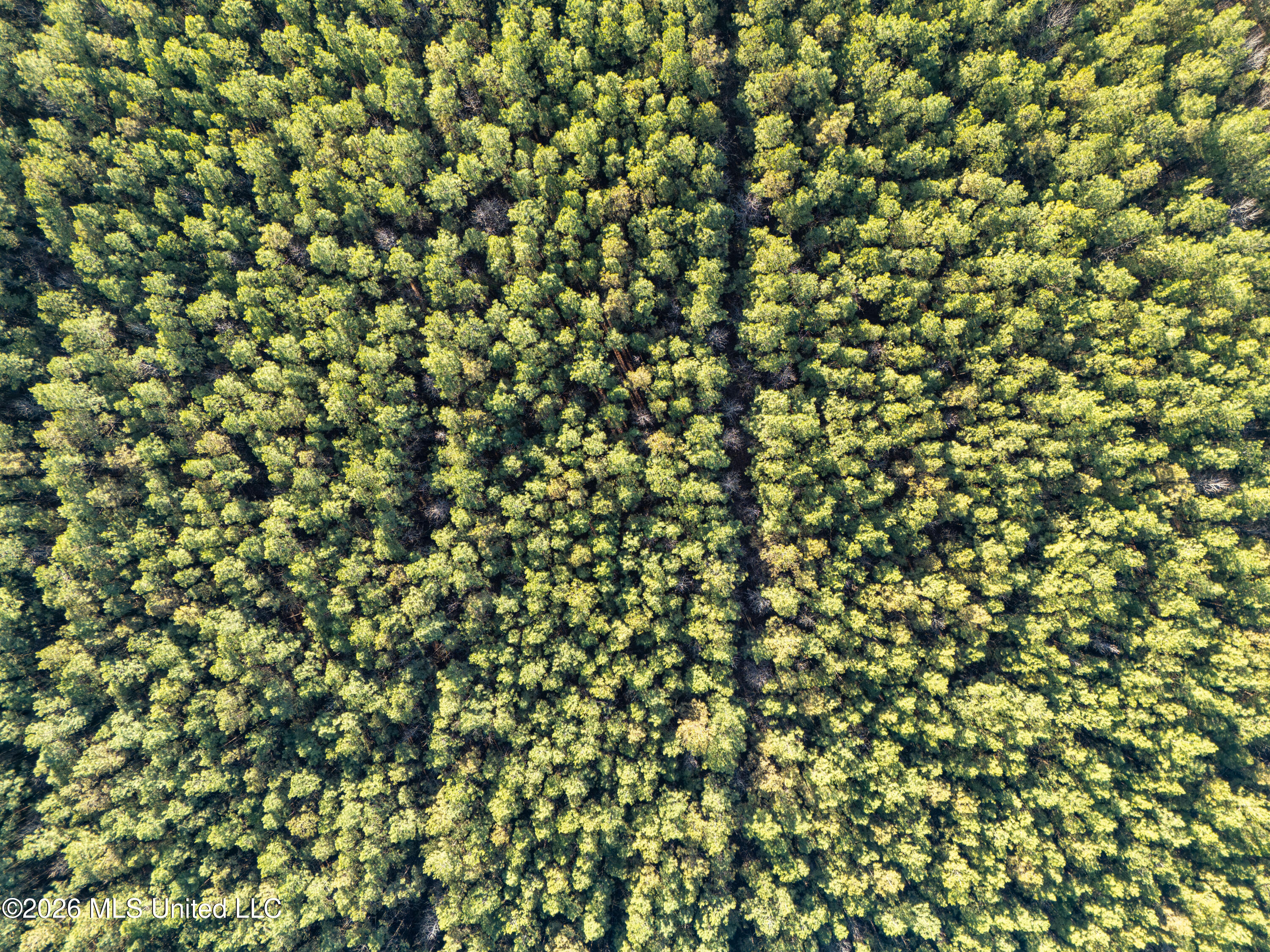 2414 County Road Newton, MS 39345 - Photo 8 of 40 DJI_20260223161515_0035_D