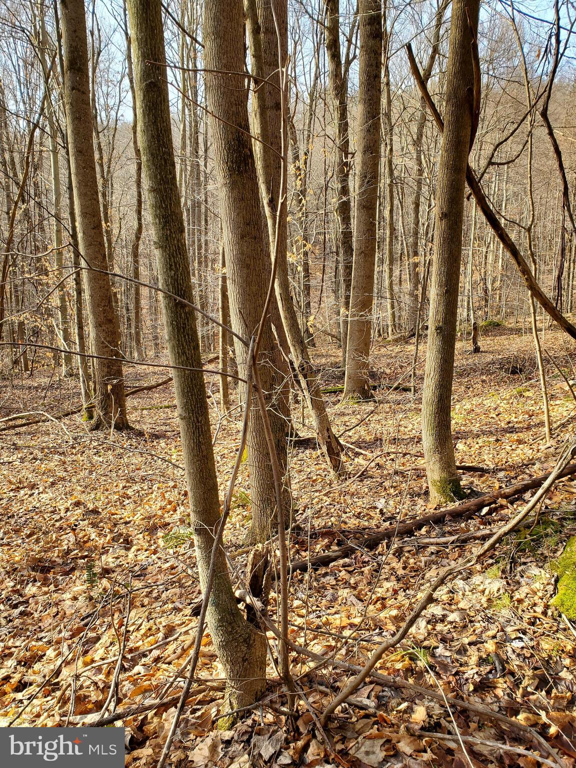 Off Of Frazee Ridge Rd Off Of Frazee Ridge Road Friendsville, MD 21531 - Photo 3 of 3