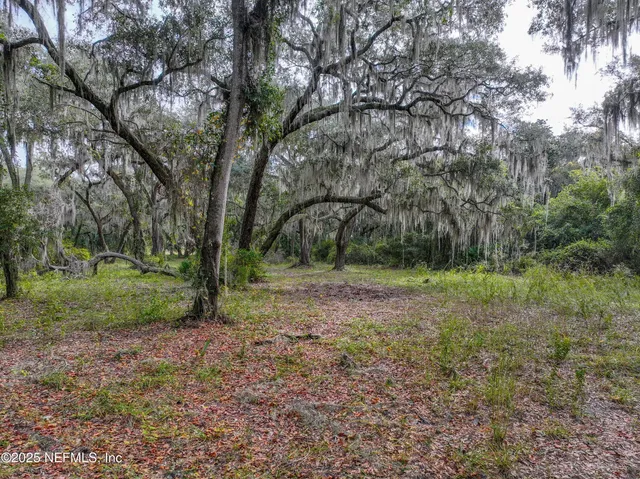 a view of a forest with trees in the background
