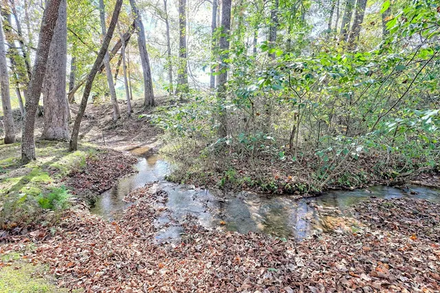 a view of a forest that has large trees