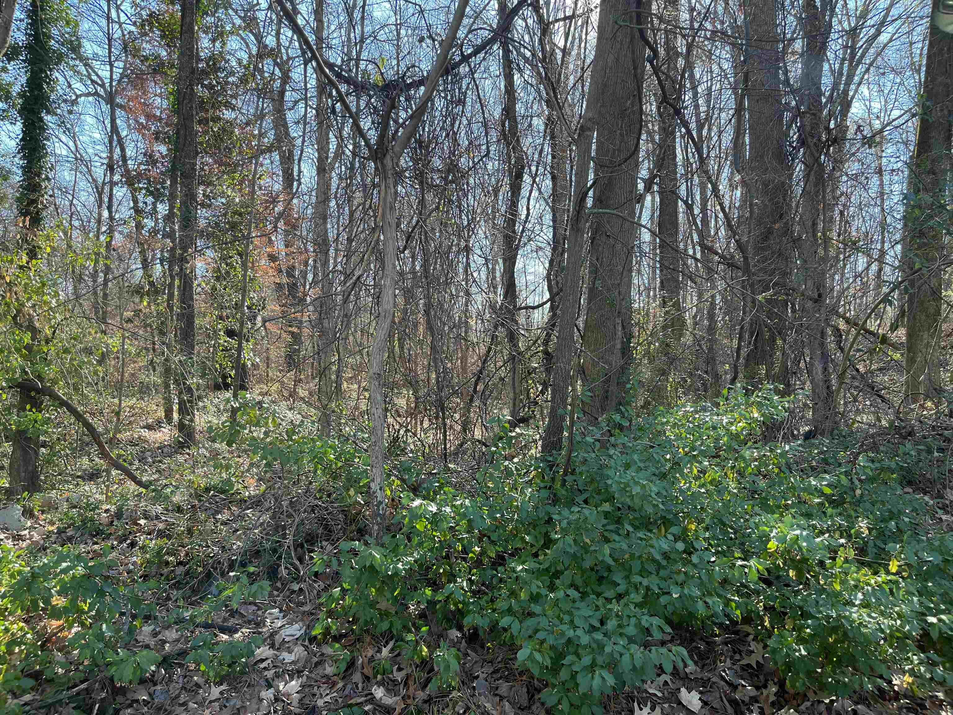4199 Alps Road Memphis, TN 38128 - Photo 3 of 5 a view of forest