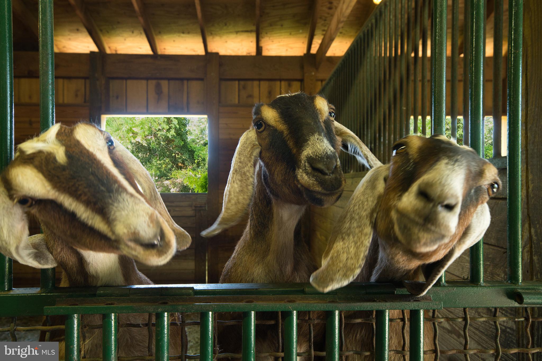 19000 Muncaster Road Derwood, MD 20855 - Photo 39 of 83 Friendly goats