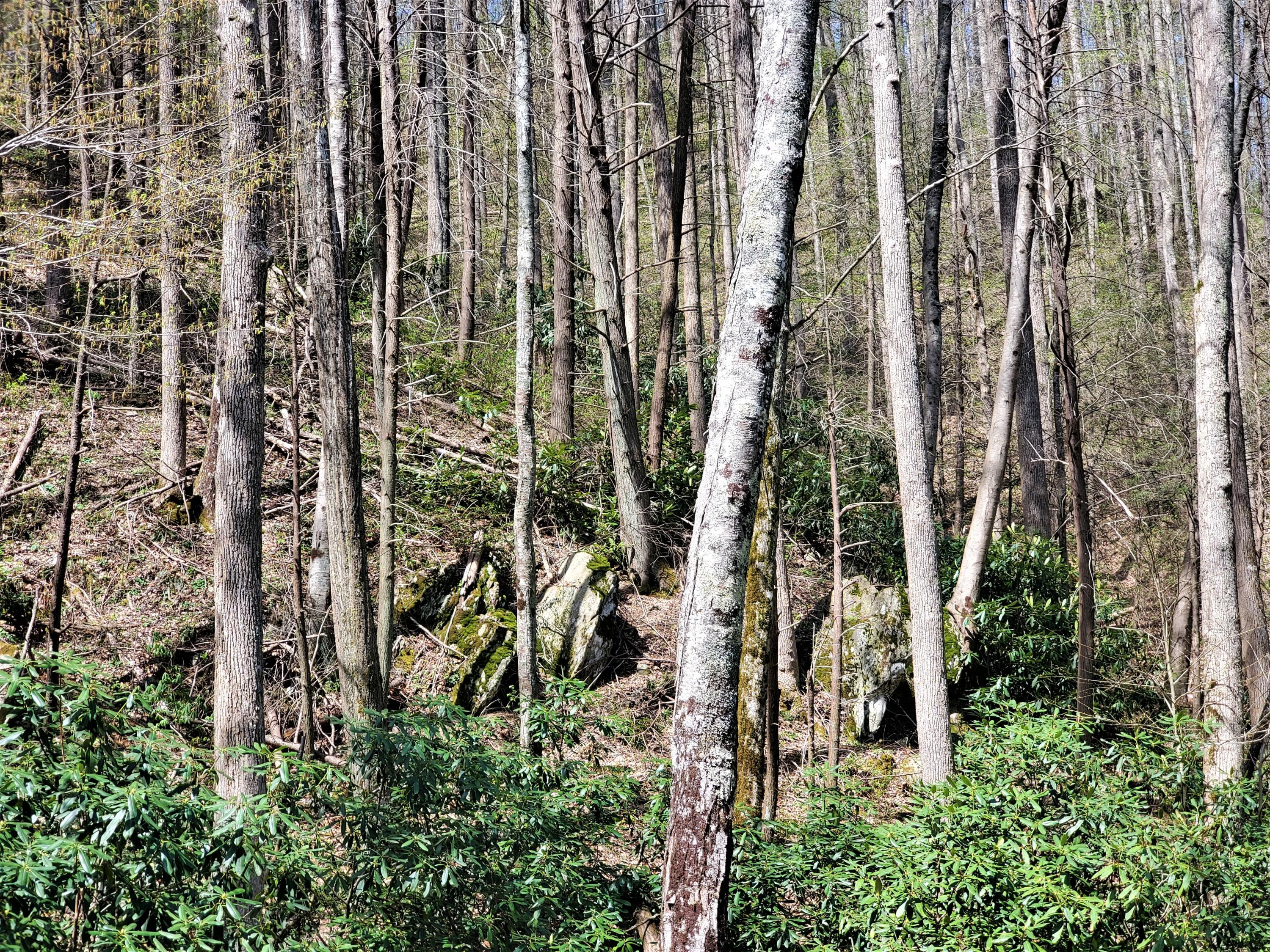 Tbd Big Laurel Road Marshall, NC 28753 - Photo 27 of 37 20210416_121150