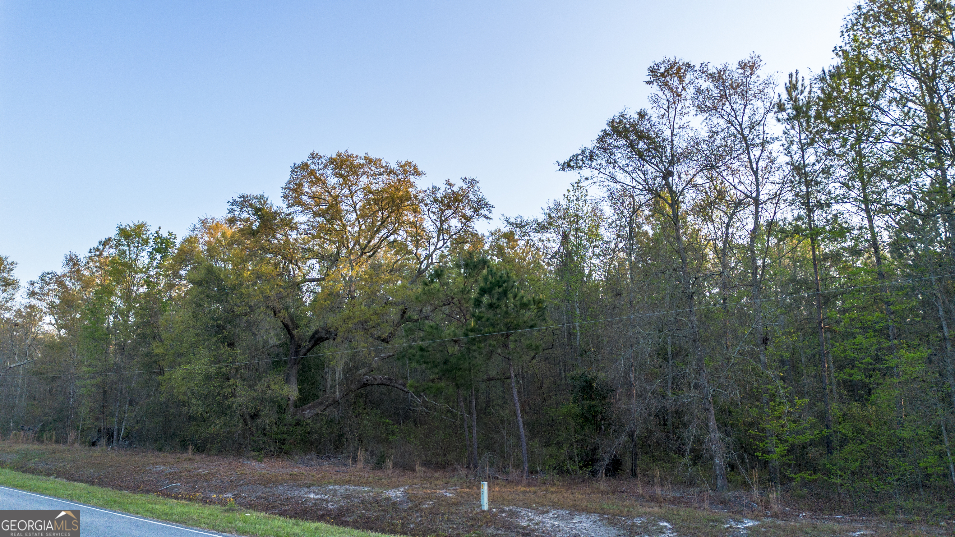0 Little McCall Road Rincon, GA 31326 - Photo 8 of 12 a view of a forest with trees in front of it