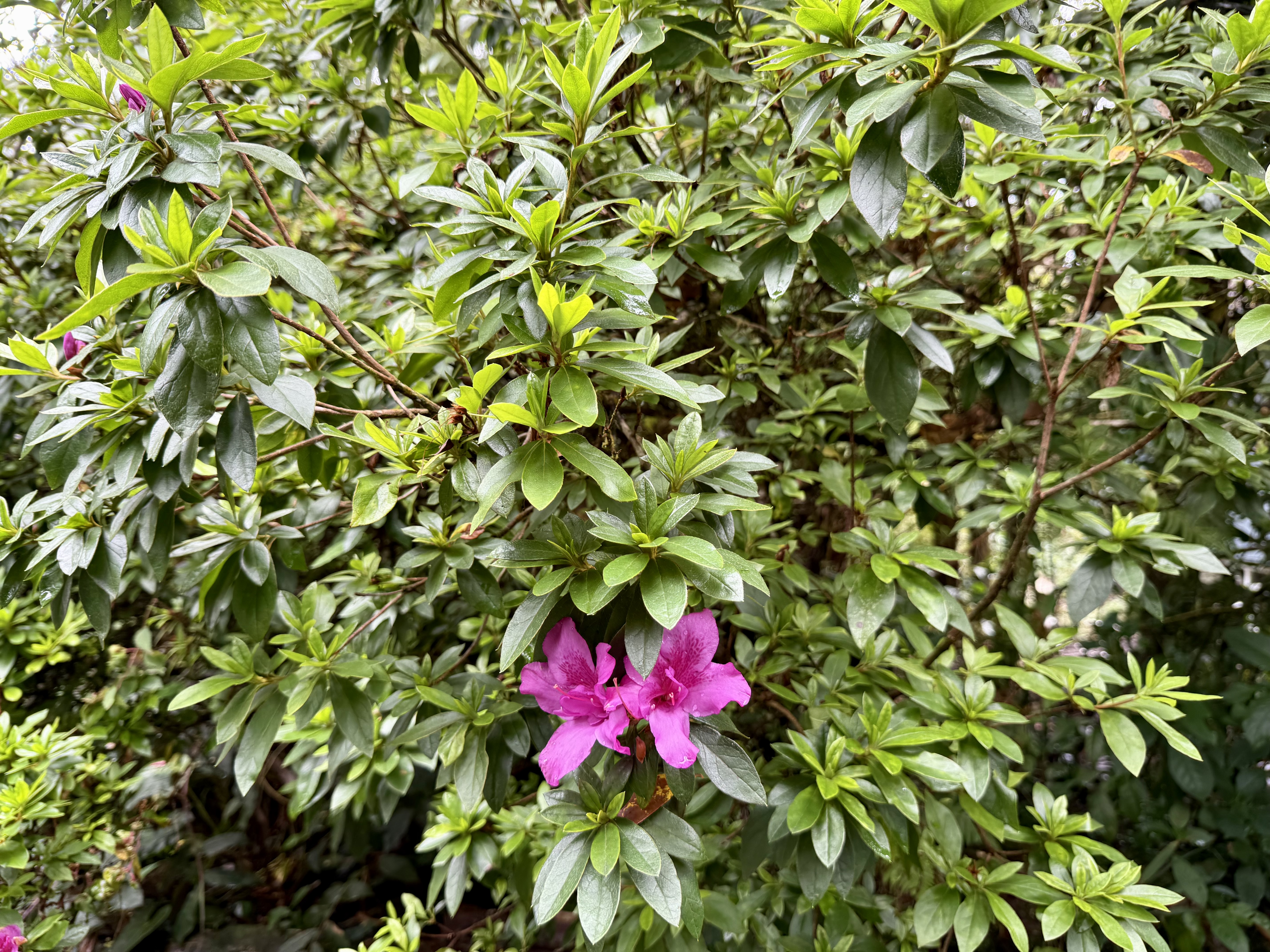 11-3885 6th Street Volcano, HI 96778 - Photo 17 of 23 a flower view in a garden