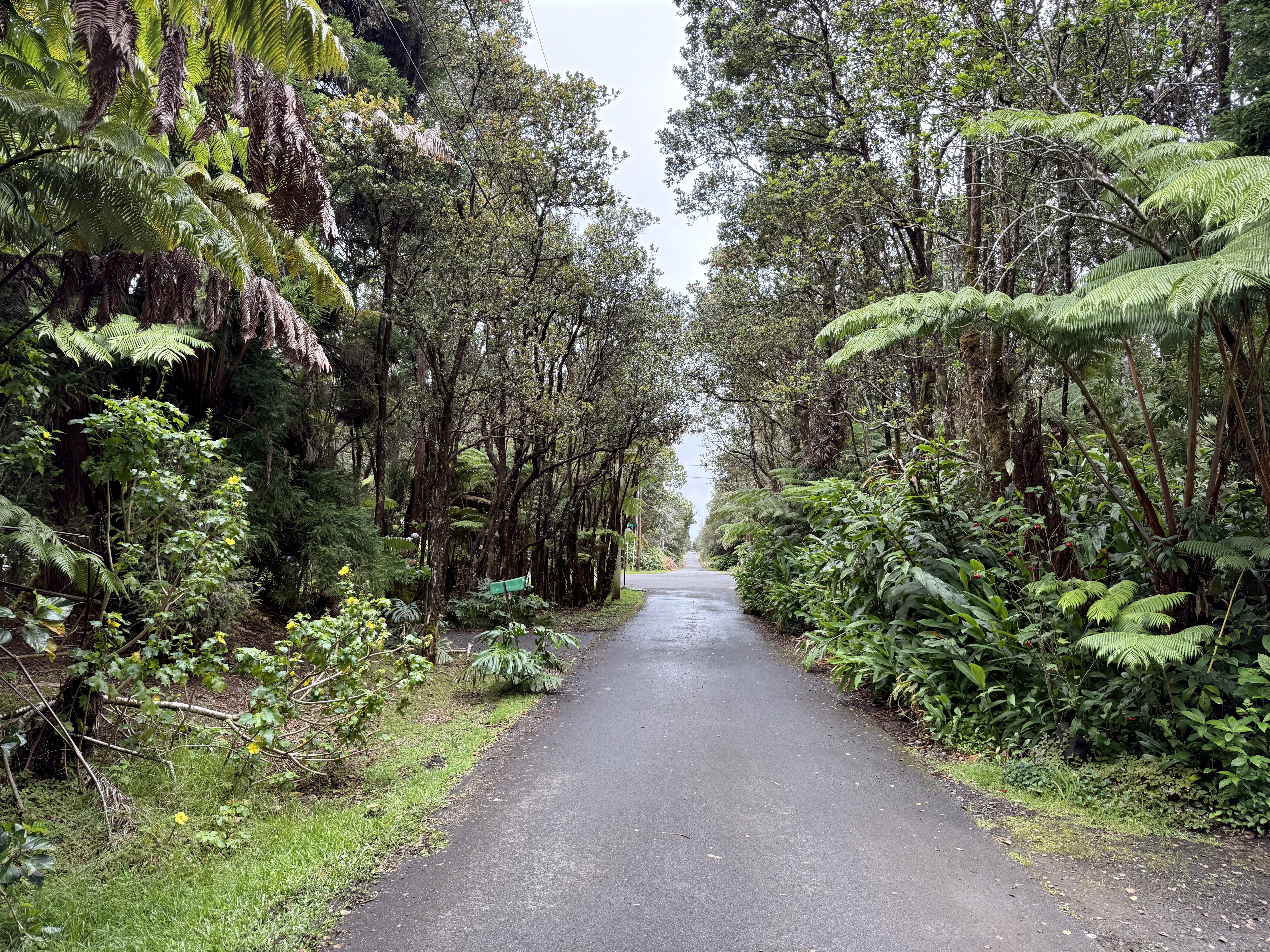 11-3885 6th Street Volcano, HI 96778 - Photo 18 of 23 a view of a garden with plants and large trees