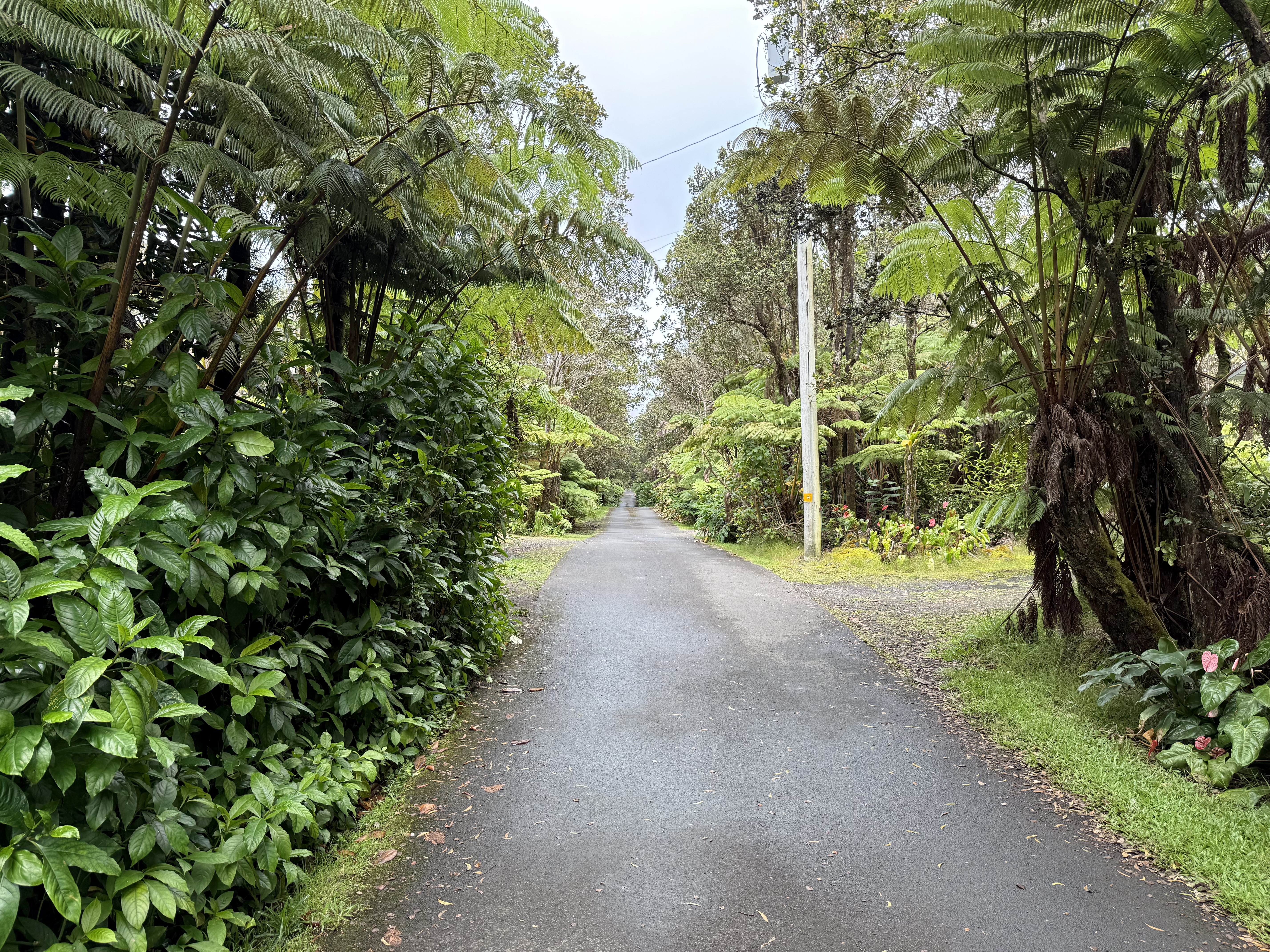 11-3885 6th Street Volcano, HI 96778 - Photo 19 of 23 a view of a yard with plants and trees