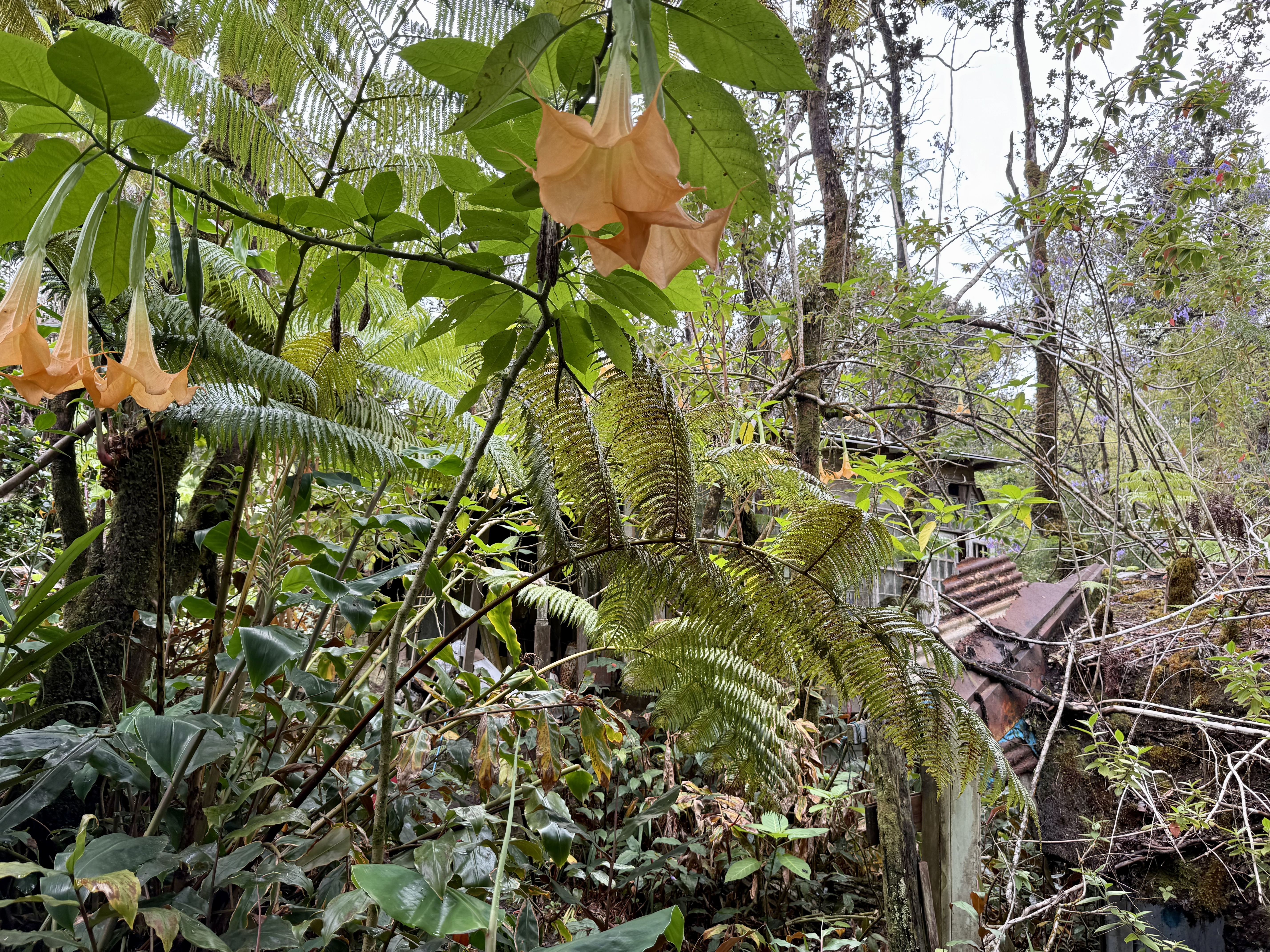 11-3885 6th Street Volcano, HI 96778 - Photo 20 of 23 a backyard of a house with lots of green space