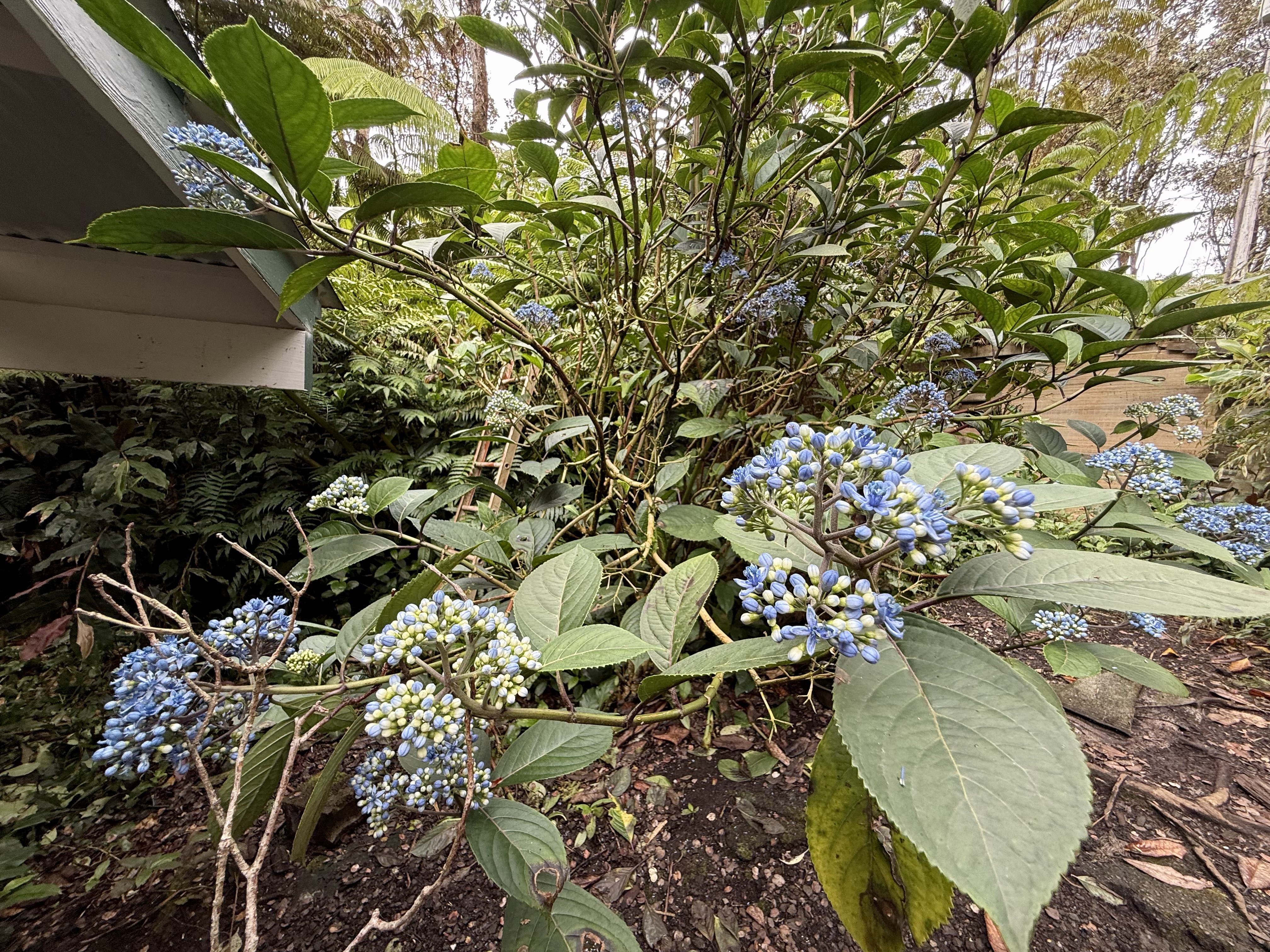 11-3885 6th Street Volcano, HI 96778 - Photo 21 of 23 a view of a tree