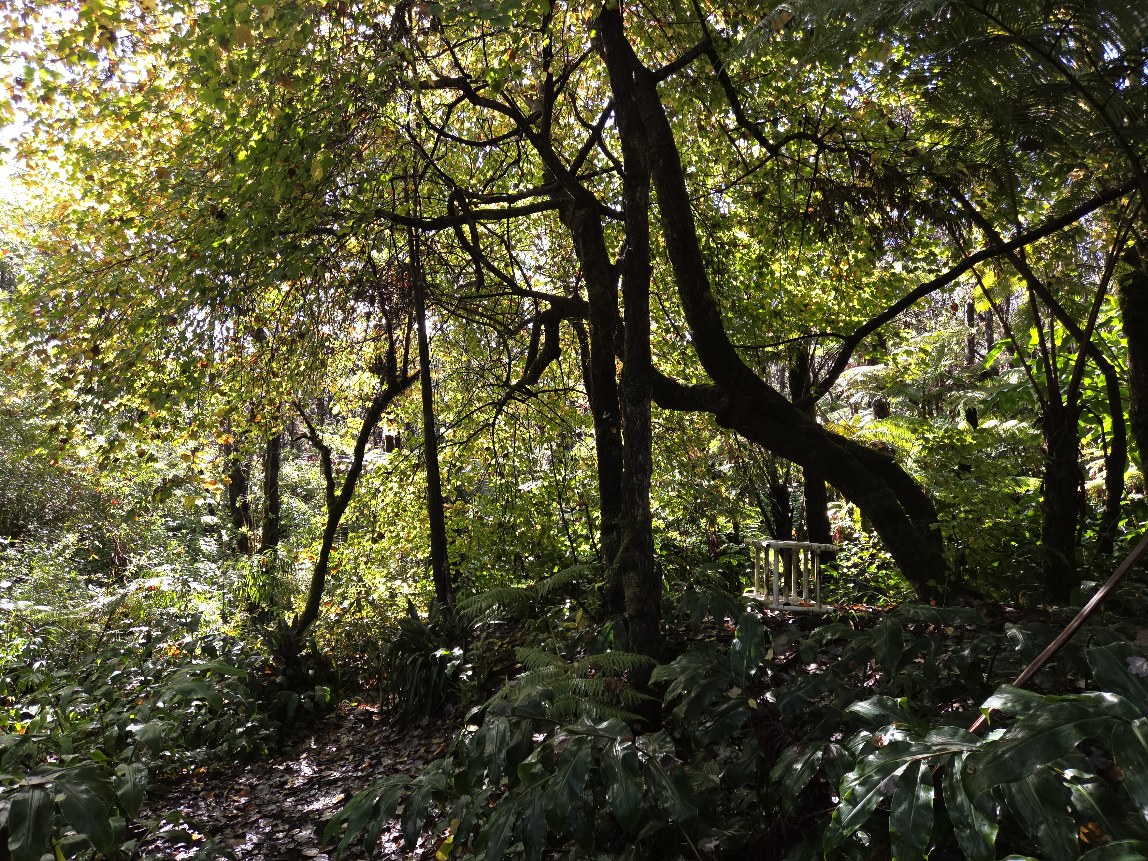 11-3885 6th Street Volcano, HI 96778 - Photo 22 of 23