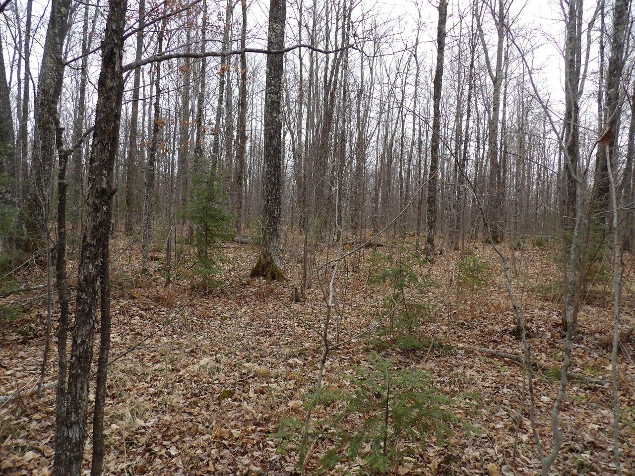 Off Wright Road, Unit 40 / ACRE Winter, WI 54896 - Photo 8 of 19 Gallery Image 8